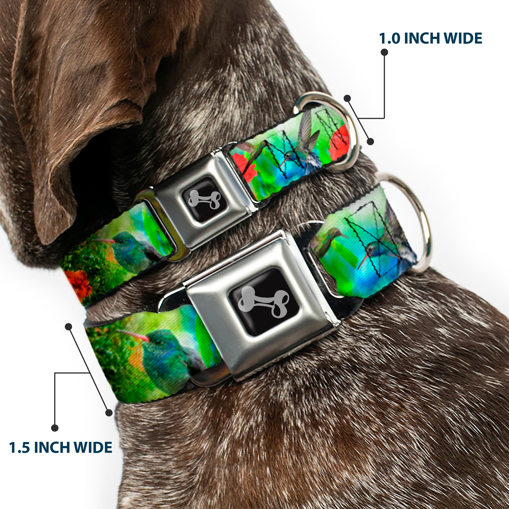 Dog Bone Seatbelt Buckle Collar - Vivid Hummingbird Garden Seatbelt Buckle Collars Buckle-Down