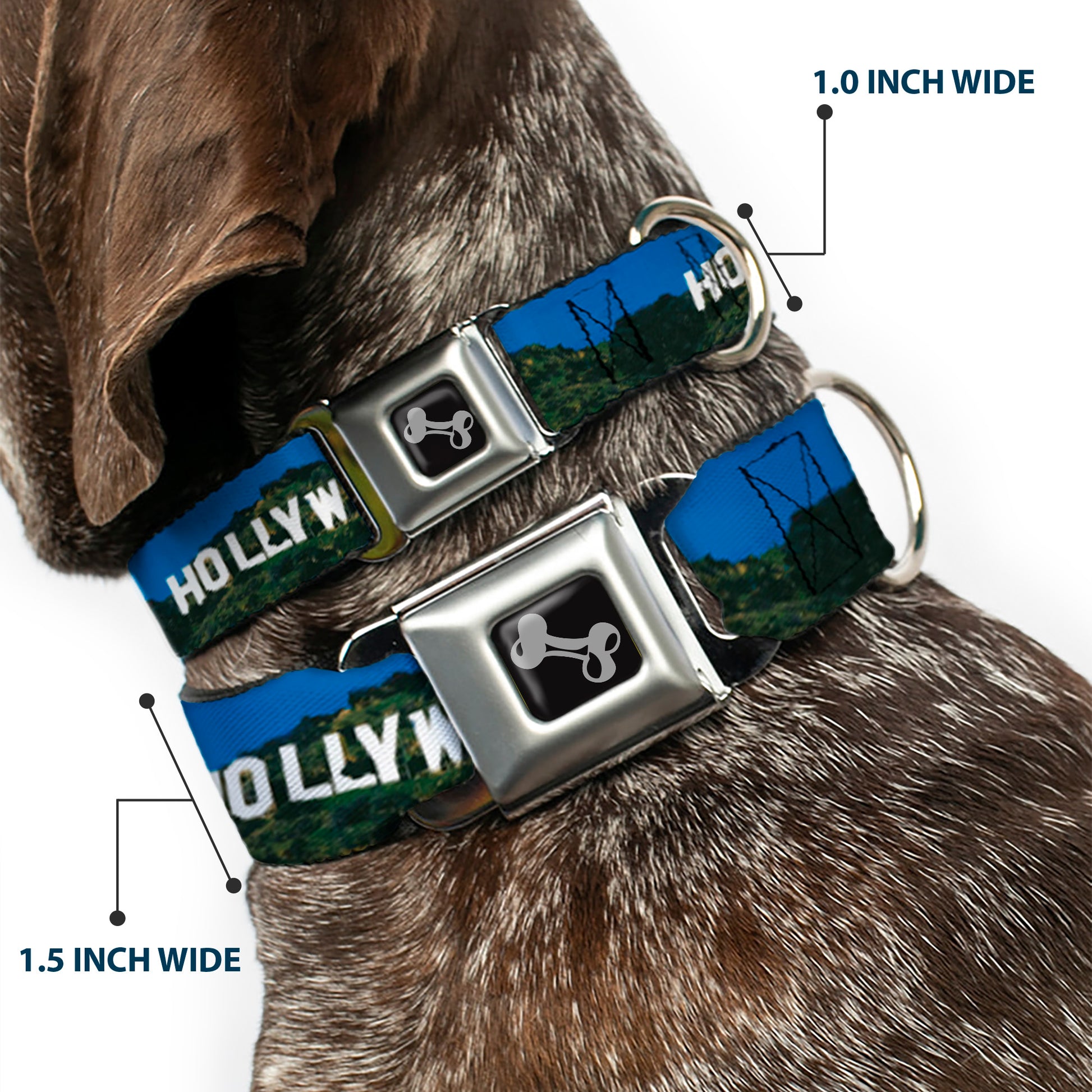 Dog Bone Seatbelt Buckle Collar - Vivid HOLLYWOOD Sign Seatbelt Buckle Collars Buckle-Down