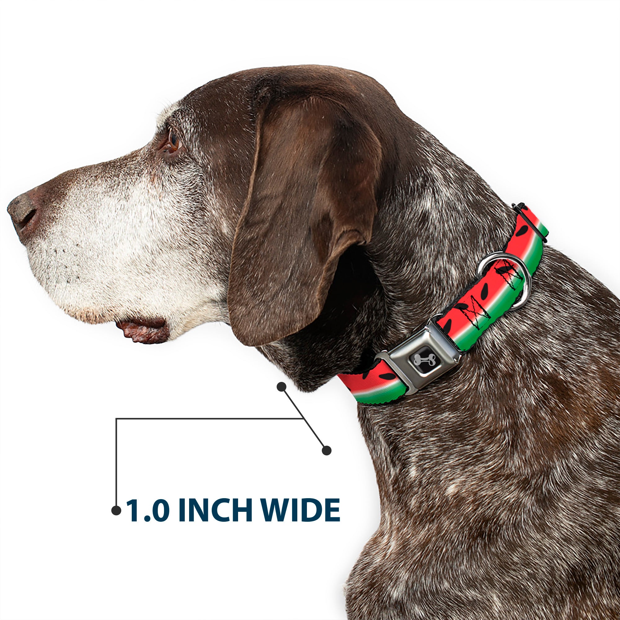 Dog Bone Seatbelt Buckle Collar - Watermelon Stripe Red/Green/Black Seatbelt Buckle Collars Buckle-Down