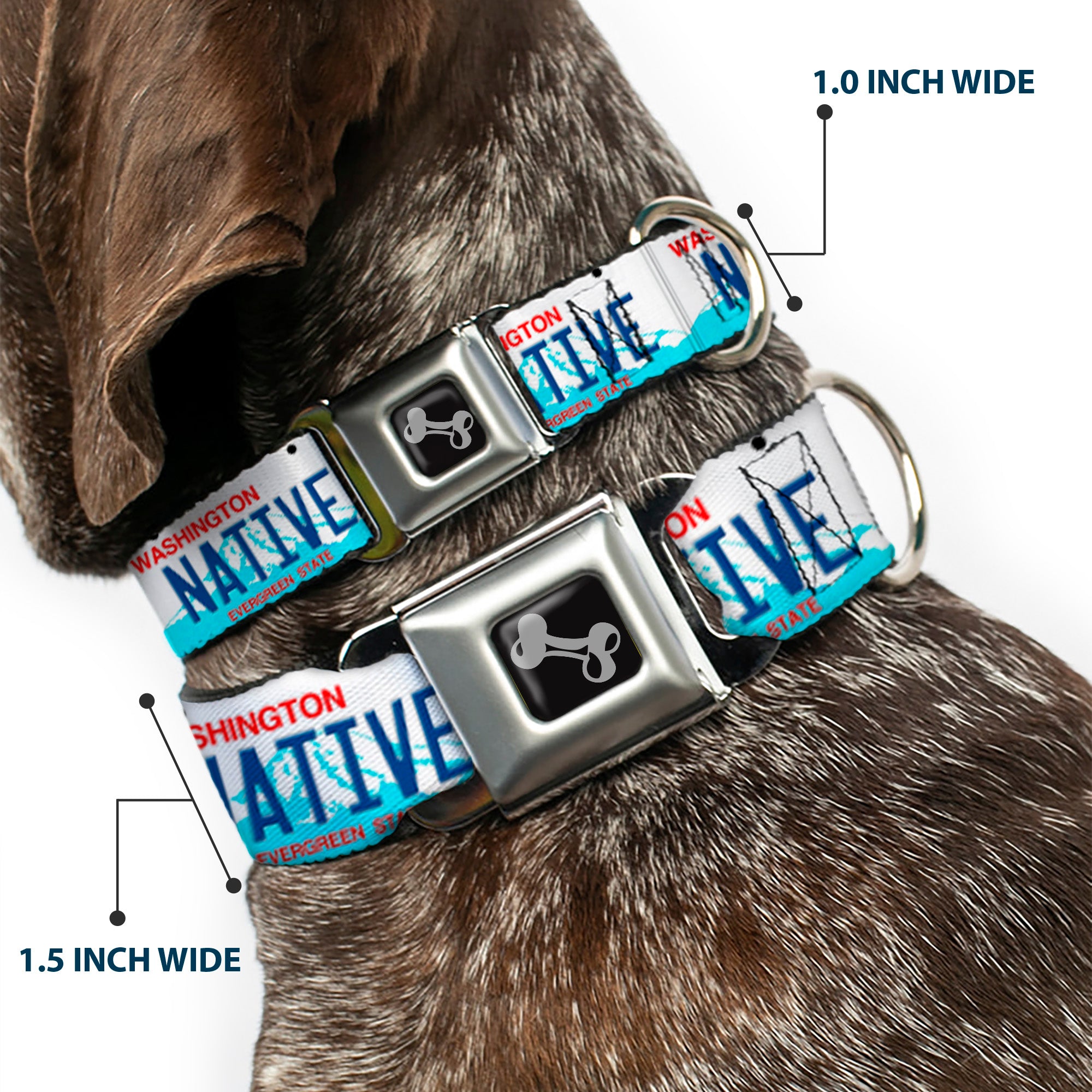 Dog Bone Seatbelt Buckle Collar - Washington License Plate NATIVE Seatbelt Buckle Collars Buckle-Down