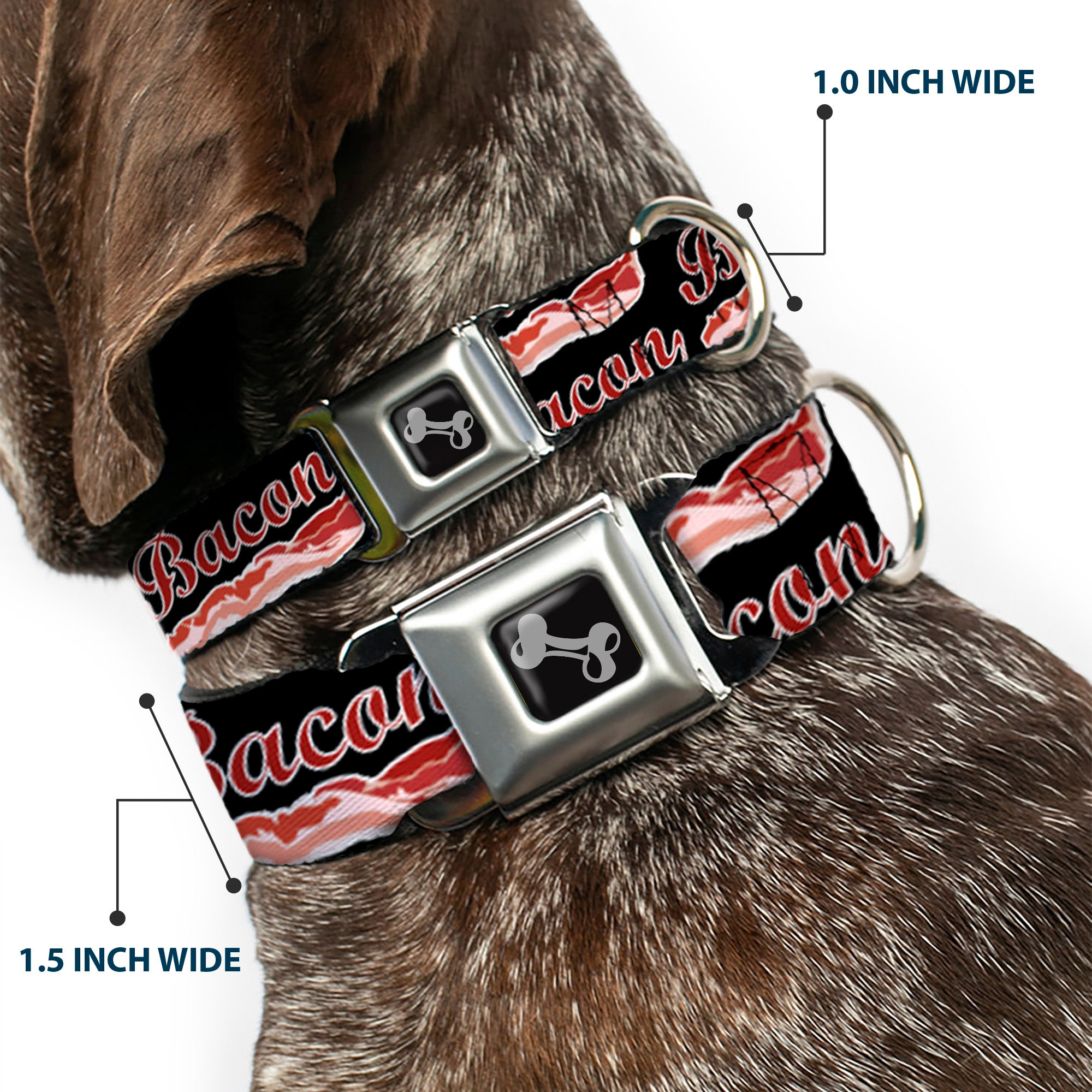 Dog Bone Seatbelt Buckle Collar - BACON Baseball Script Seatbelt Buckle Collars Buckle-Down