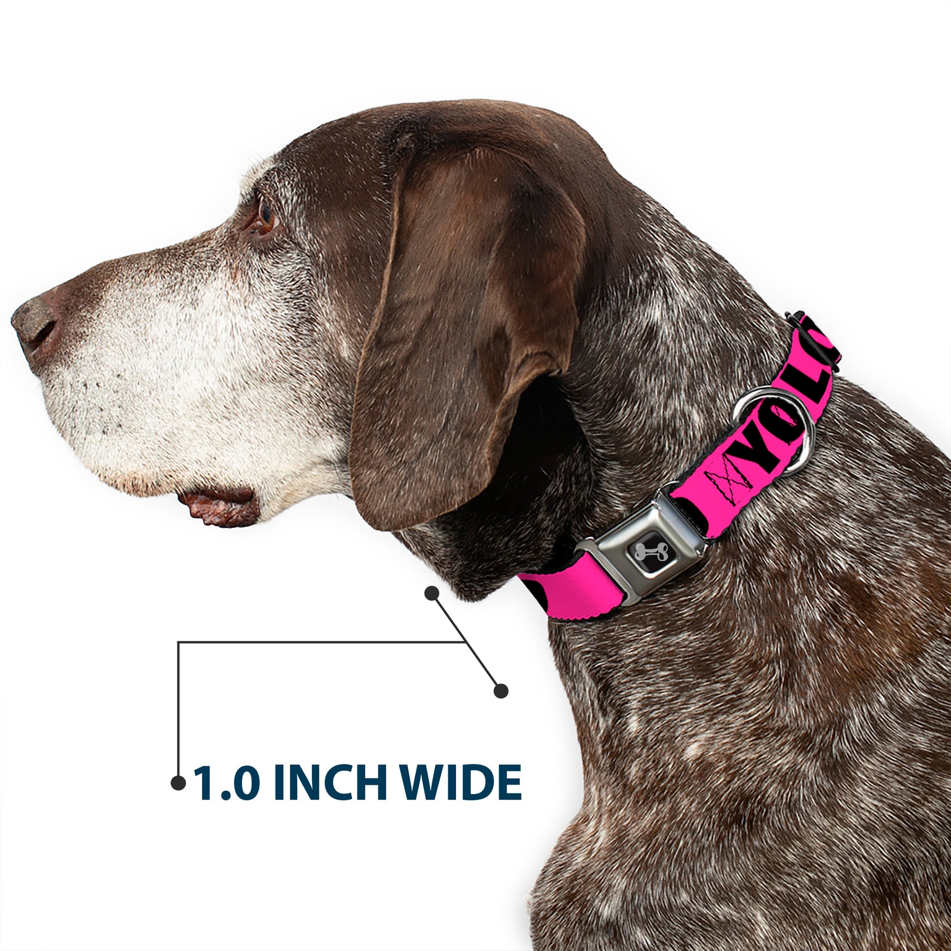 Dog Bone Seatbelt Buckle Collar - YOLO Pink/Black Seatbelt Buckle Collars Buckle-Down