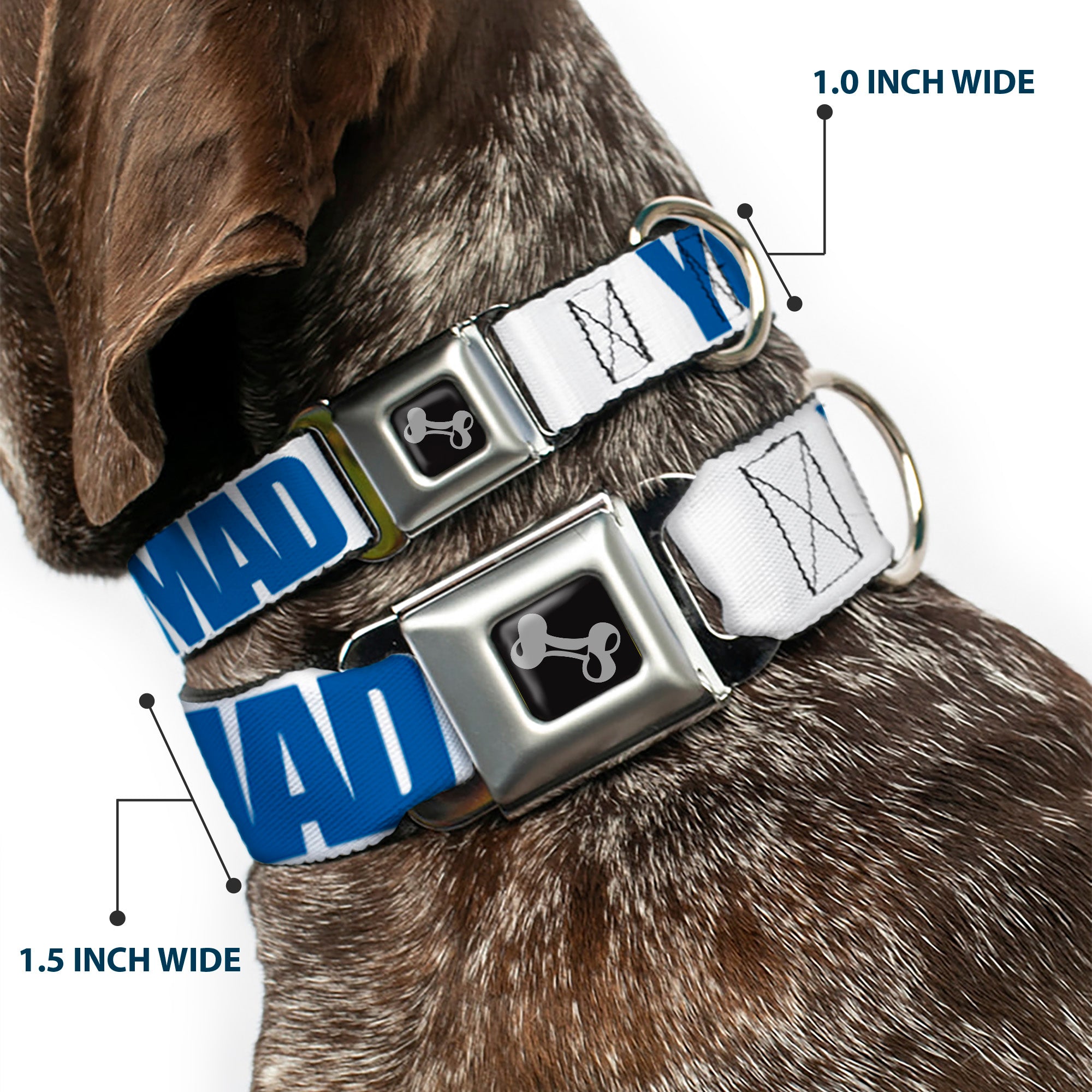 Dog Bone Seatbelt Buckle Collar - YOU MAD BRO White/Royal Seatbelt Buckle Collars Buckle-Down