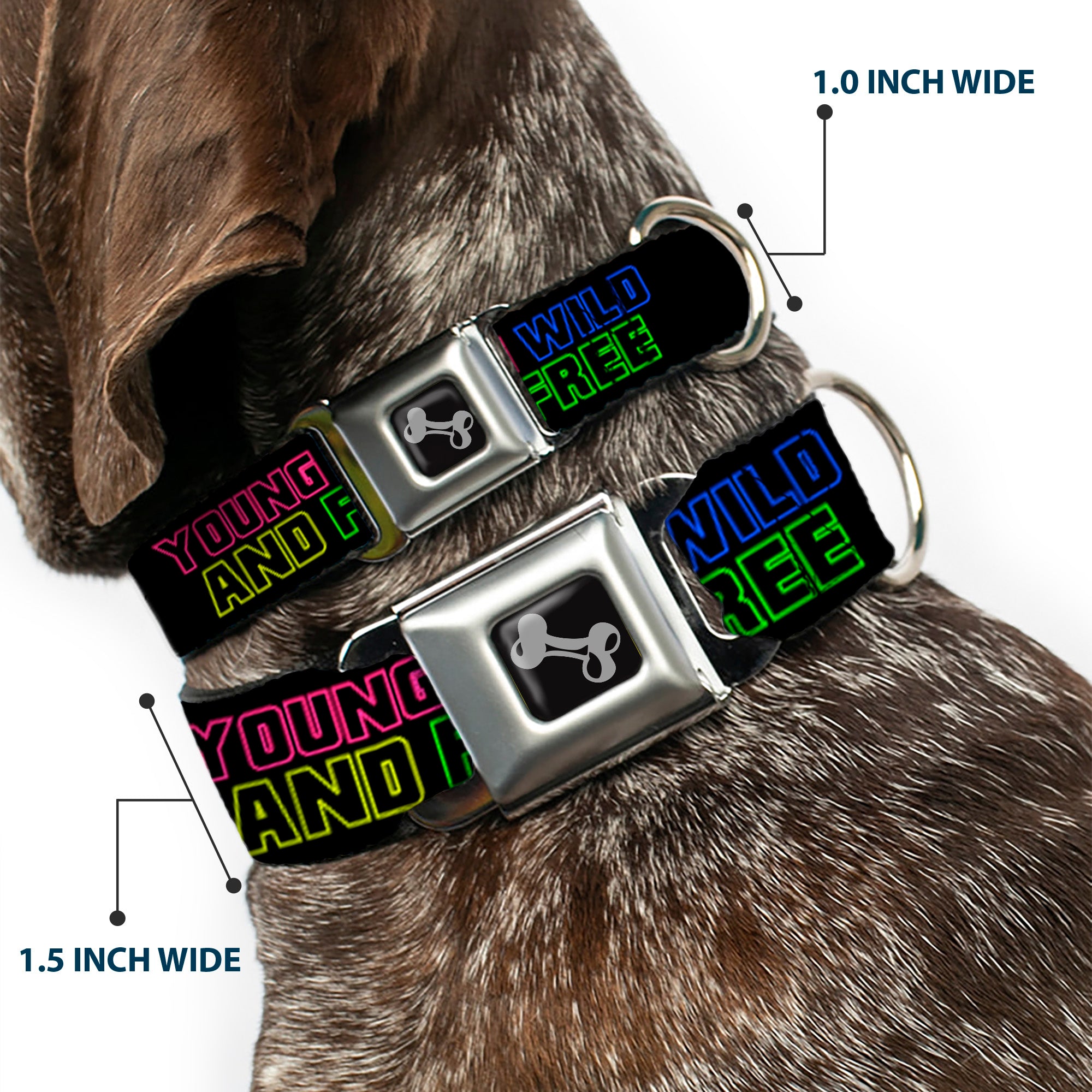 Dog Bone Seatbelt Buckle Collar - YOUNG WILD AND FREE Outline Black/Multi Neon Seatbelt Buckle Collars Buckle-Down
