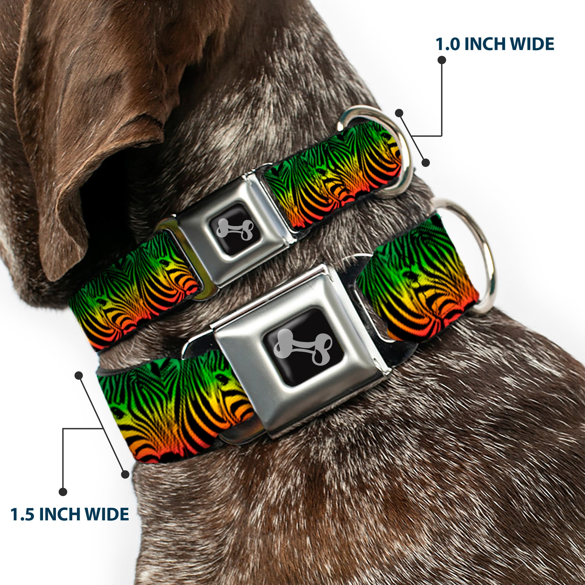 Dog Bone Seatbelt Buckle Collar - Zebra Head Rasta Seatbelt Buckle Collars Buckle-Down