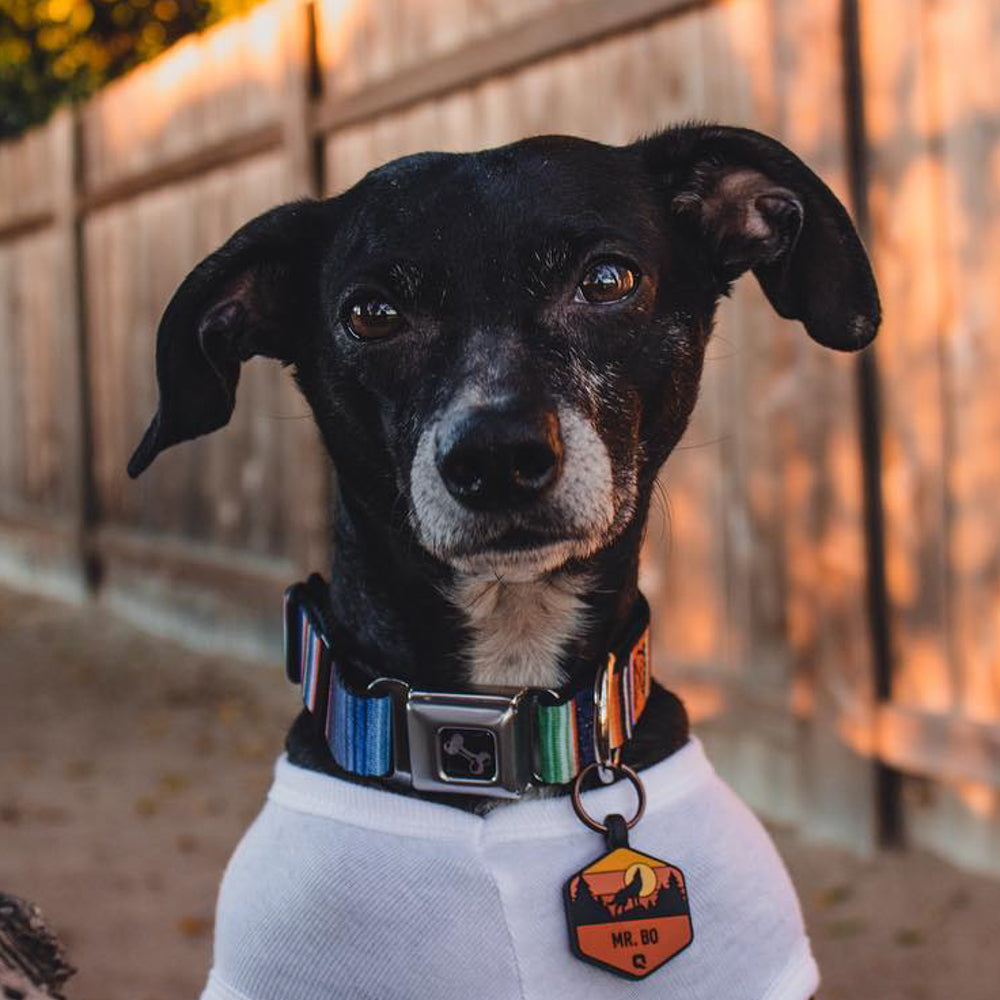 Dog Bone Seatbelt Buckle Collar - Zarape2 Vertical Multi Color Stripe Seatbelt Buckle Collars Buckle-Down