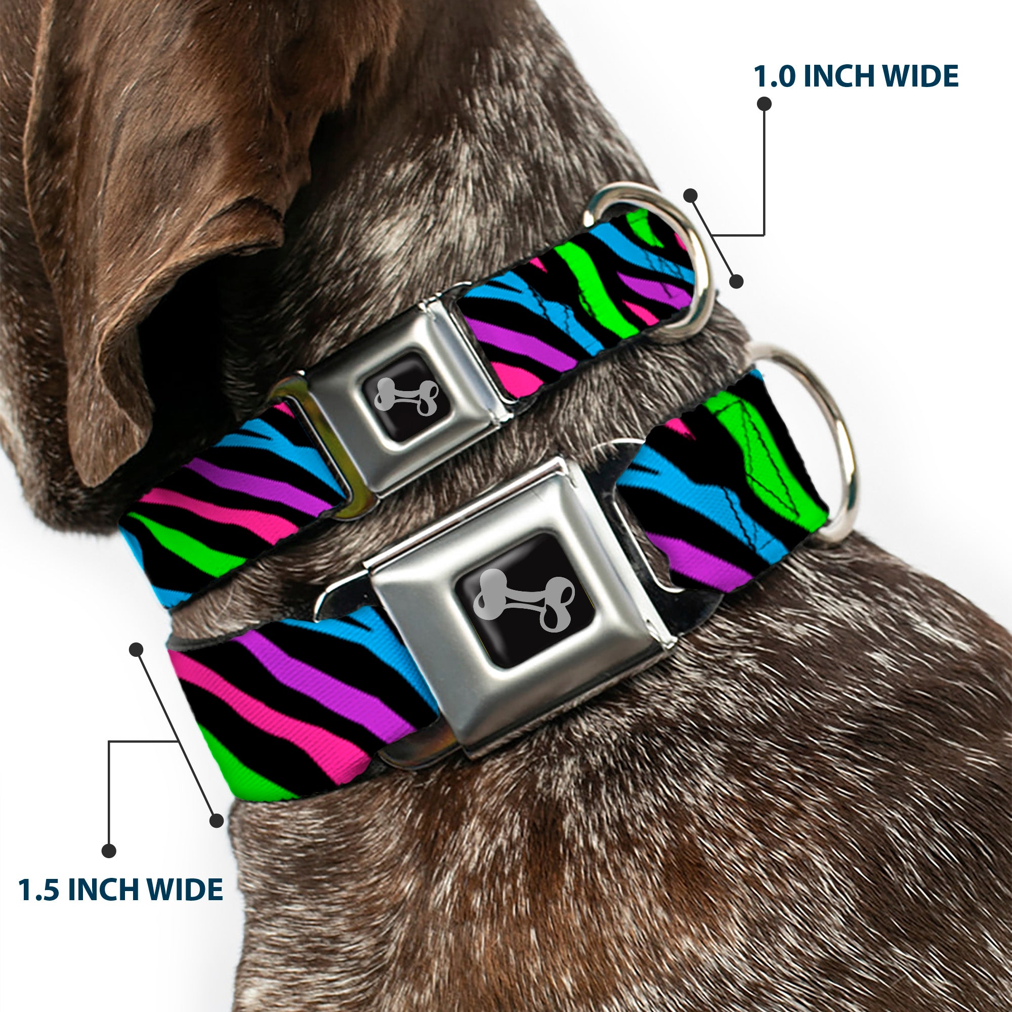 Dog Bone Seatbelt Buckle Collar - Zebra Black/Blue/Green/Pink/Purple Seatbelt Buckle Collars Buckle-Down
