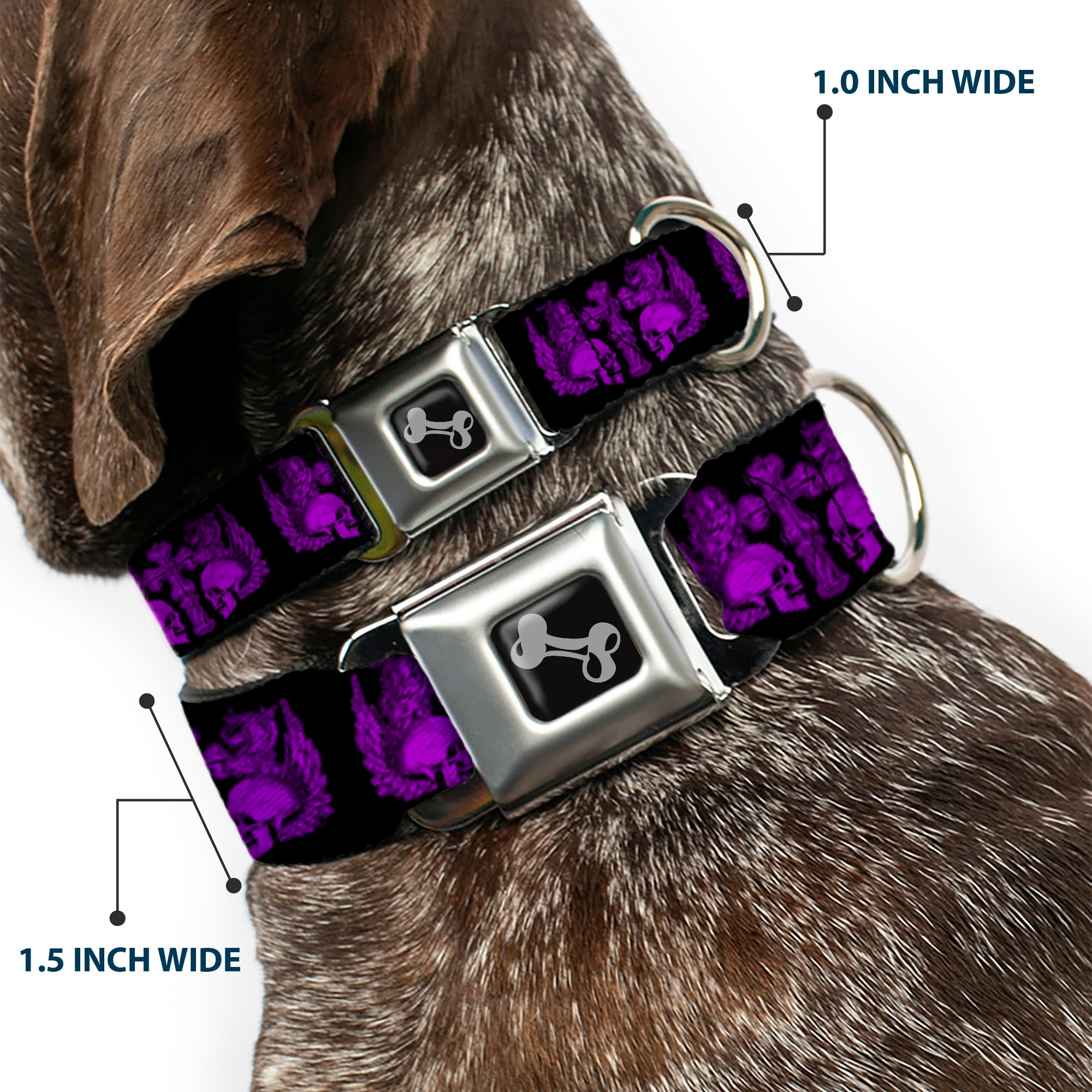 Dog Bone Seatbelt Buckle Collar - BD Skulls w/Wings Black/Purple Seatbelt Buckle Collars Buckle-Down