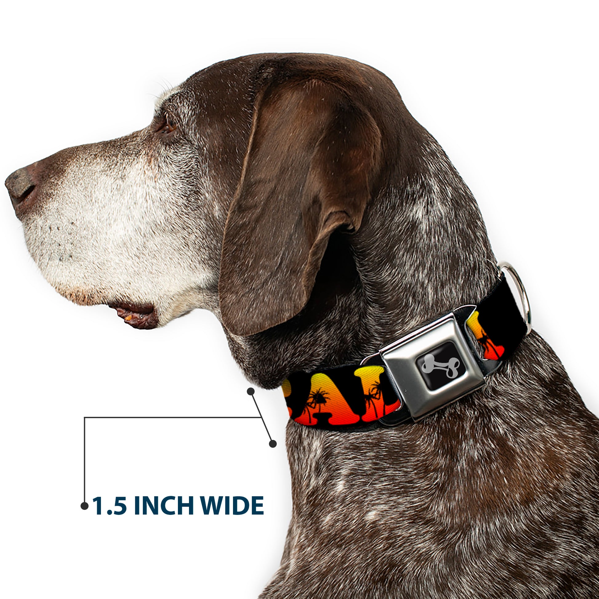 Dog Bone Seatbelt Buckle Collar - CALI Tropical Black/Multi Color Seatbelt Buckle Collars Buckle-Down