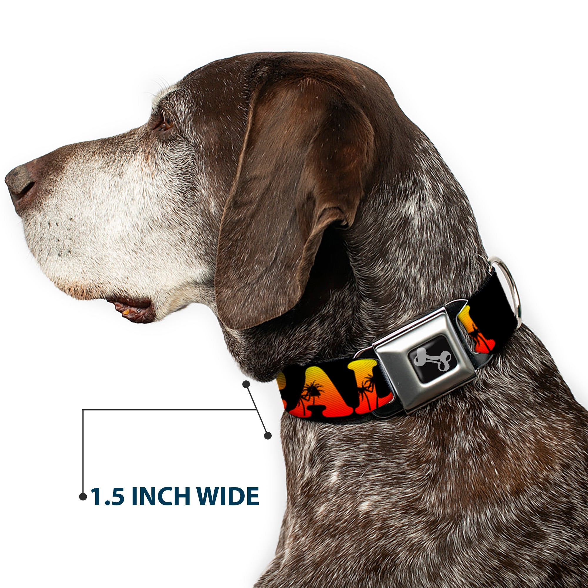 Dog Bone Seatbelt Buckle Collar - CALI Tropical Black/Multi Color Seatbelt Buckle Collars Buckle-Down