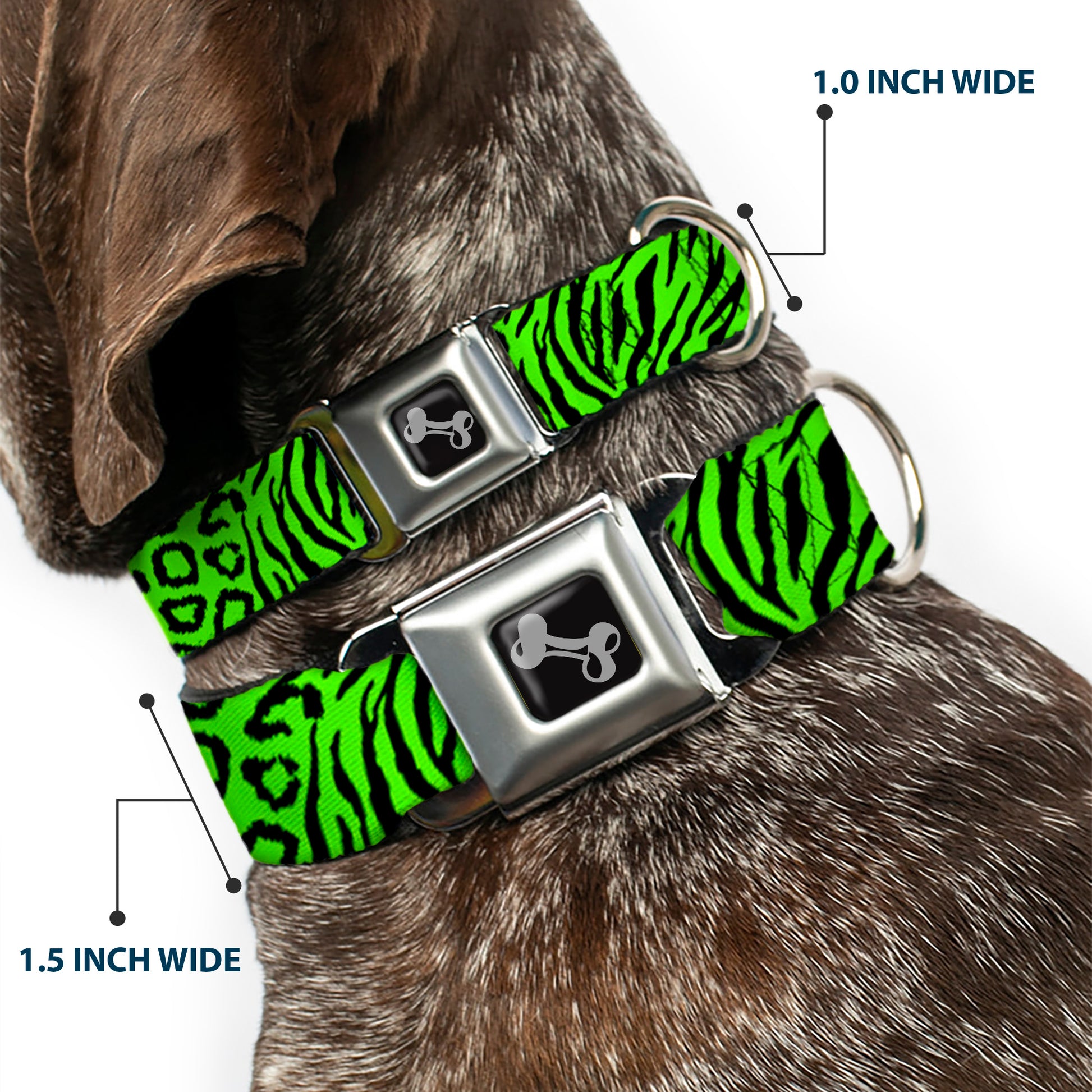 Dog Bone Seatbelt Buckle Collar - Cheebra Green/Black Seatbelt Buckle Collars Buckle-Down