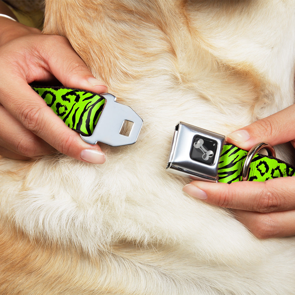 Dog Bone Seatbelt Buckle Collar - Cheebra Green/Black Seatbelt Buckle Collars Buckle-Down