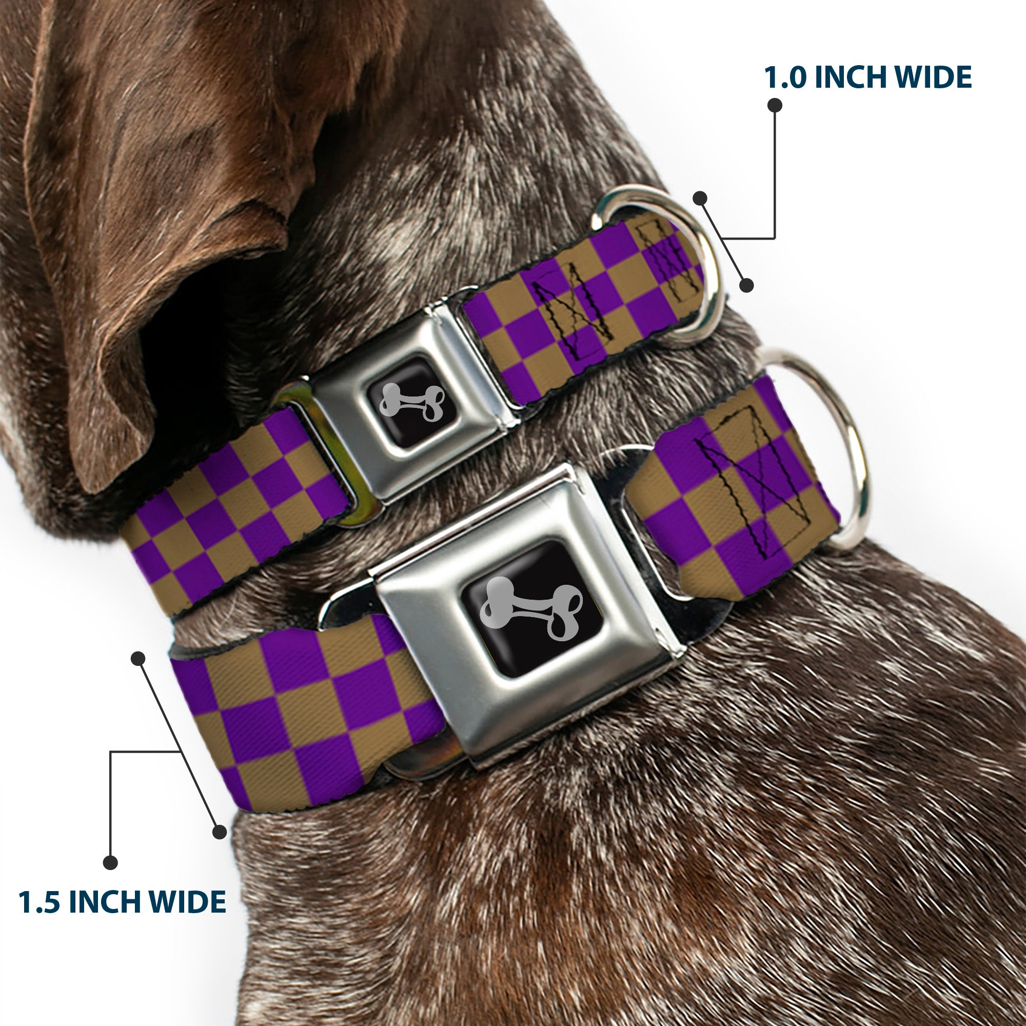 Dog Bone Seatbelt Buckle Collar - Checker Purple/Gold Seatbelt Buckle Collars Buckle-Down