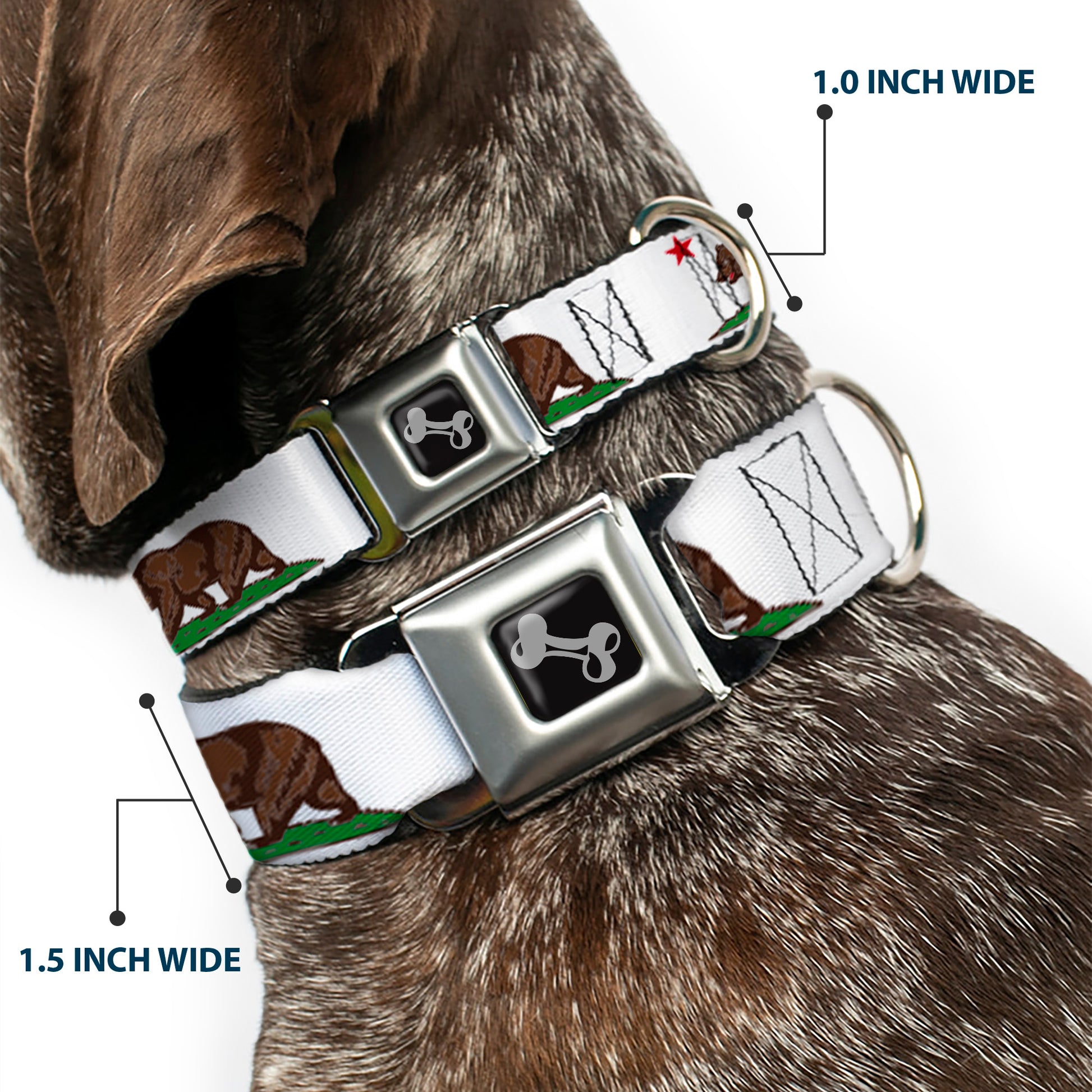 Dog Bone Seatbelt Buckle Collar - Cali Bear White Seatbelt Buckle Collars Buckle-Down