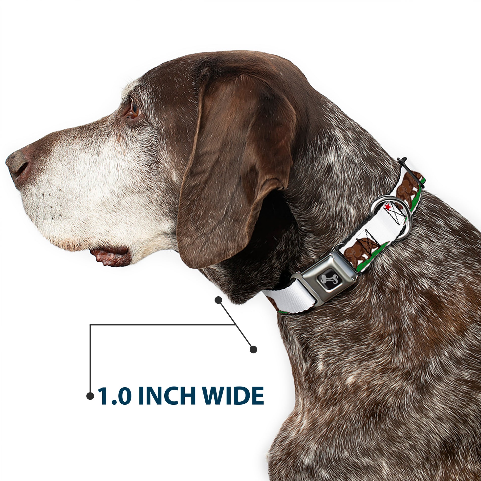 Dog Bone Seatbelt Buckle Collar - Cali Bear White Seatbelt Buckle Collars Buckle-Down