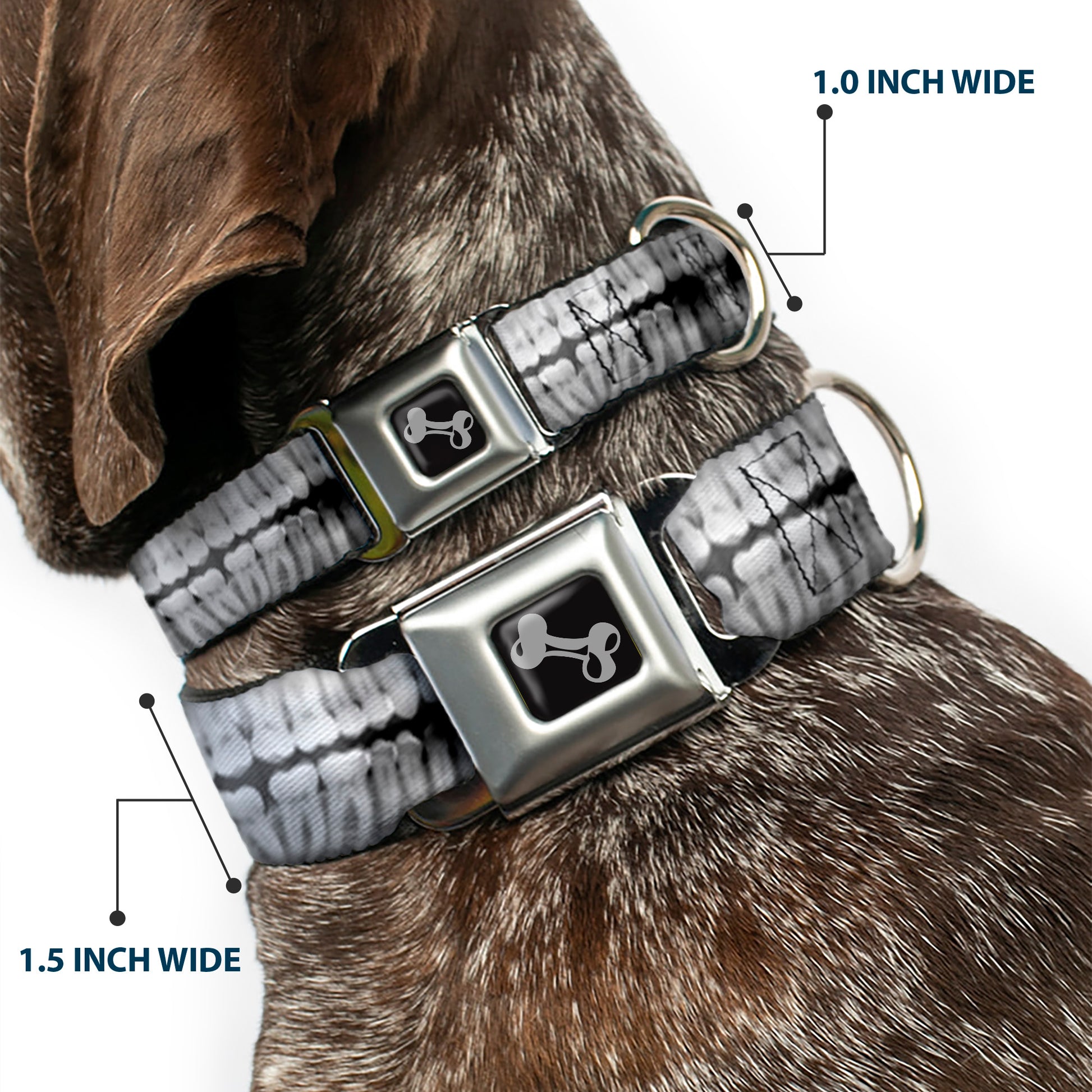 Dog Bone Seatbelt Buckle Collar - Dental X-Rays Black/White Seatbelt Buckle Collars Buckle-Down