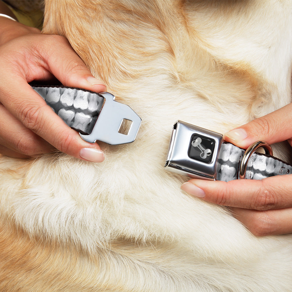 Dog Bone Seatbelt Buckle Collar - Dental X-Rays Black/White Seatbelt Buckle Collars Buckle-Down