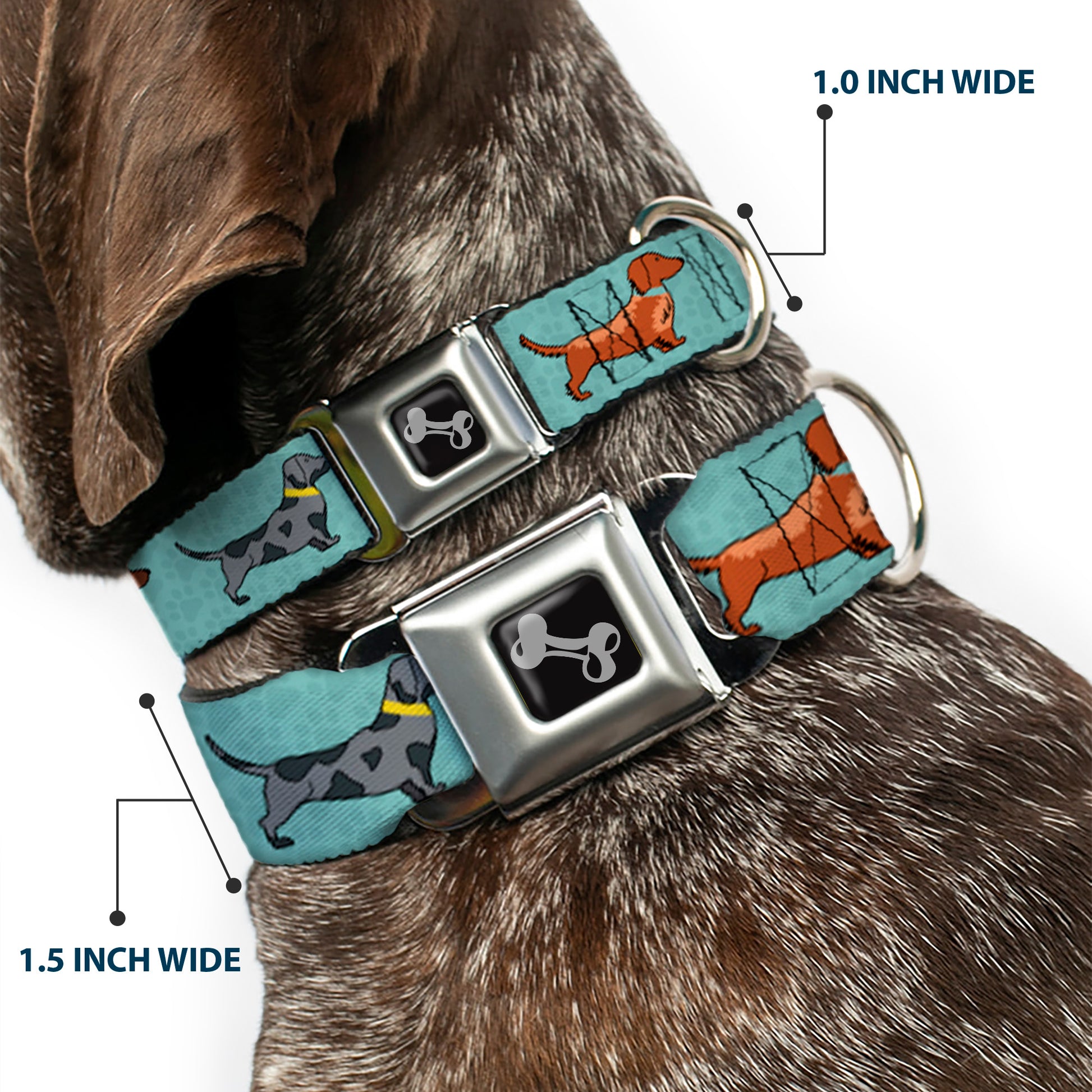 Dog Bone Seatbelt Buckle Collar - Dachshund 4-Dogs/Paws Aquas Seatbelt Buckle Collars Buckle-Down