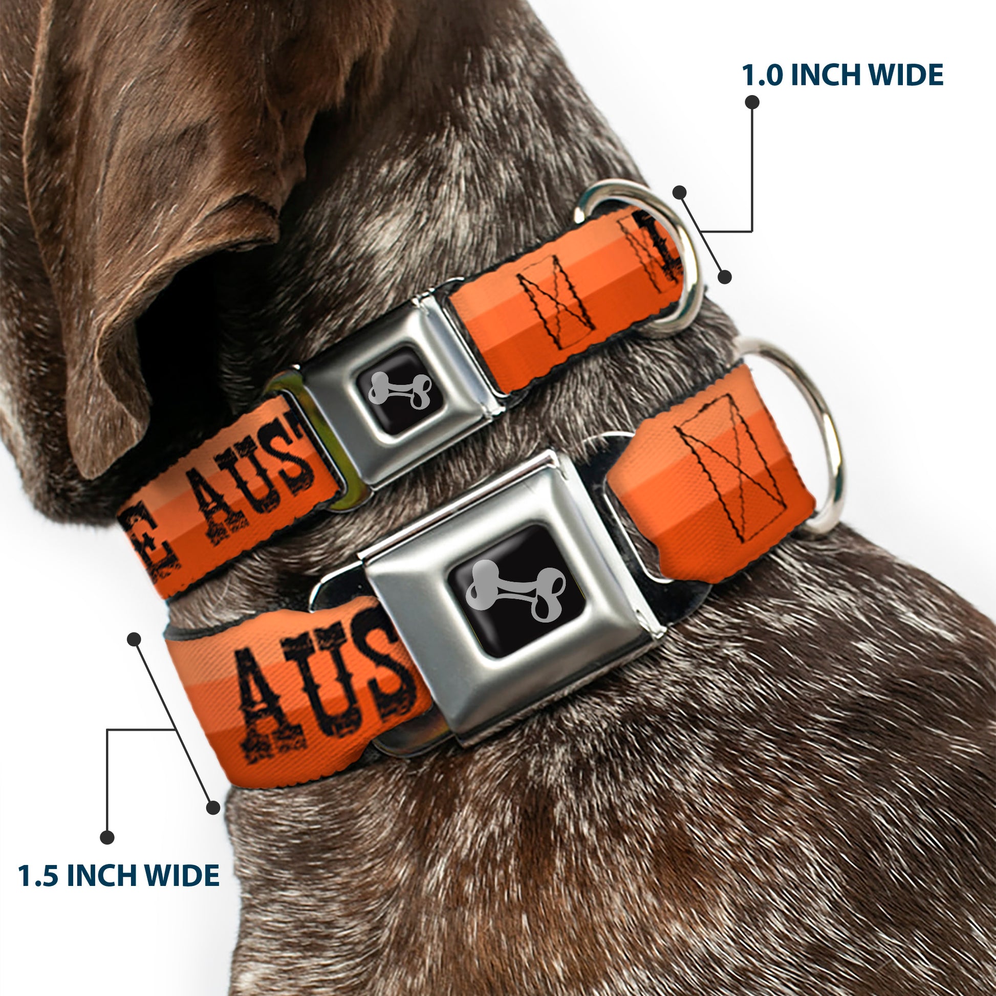 Dog Bone Black/Silver Seatbelt Buckle Collar - Dallas-Raleigh-Tennessee-Austin-Boston Stripes Browns/Black Seatbelt Buckle Collars Buckle-Down