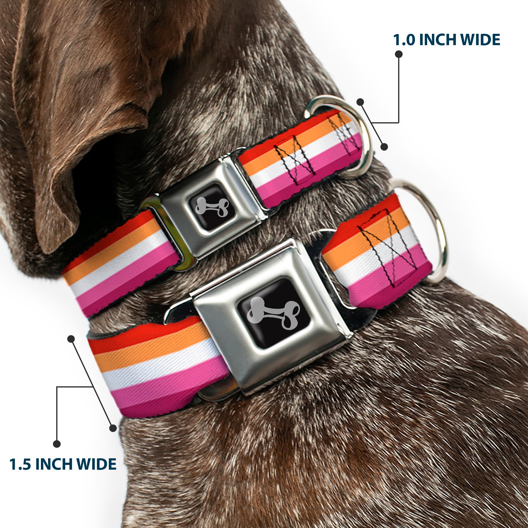 Dog Bone Black/Silver Seatbelt Buckle Collar - Flag Lesbian Five Stripe Oranges/White/Pinks Seatbelt Buckle Collars Buckle-Down
