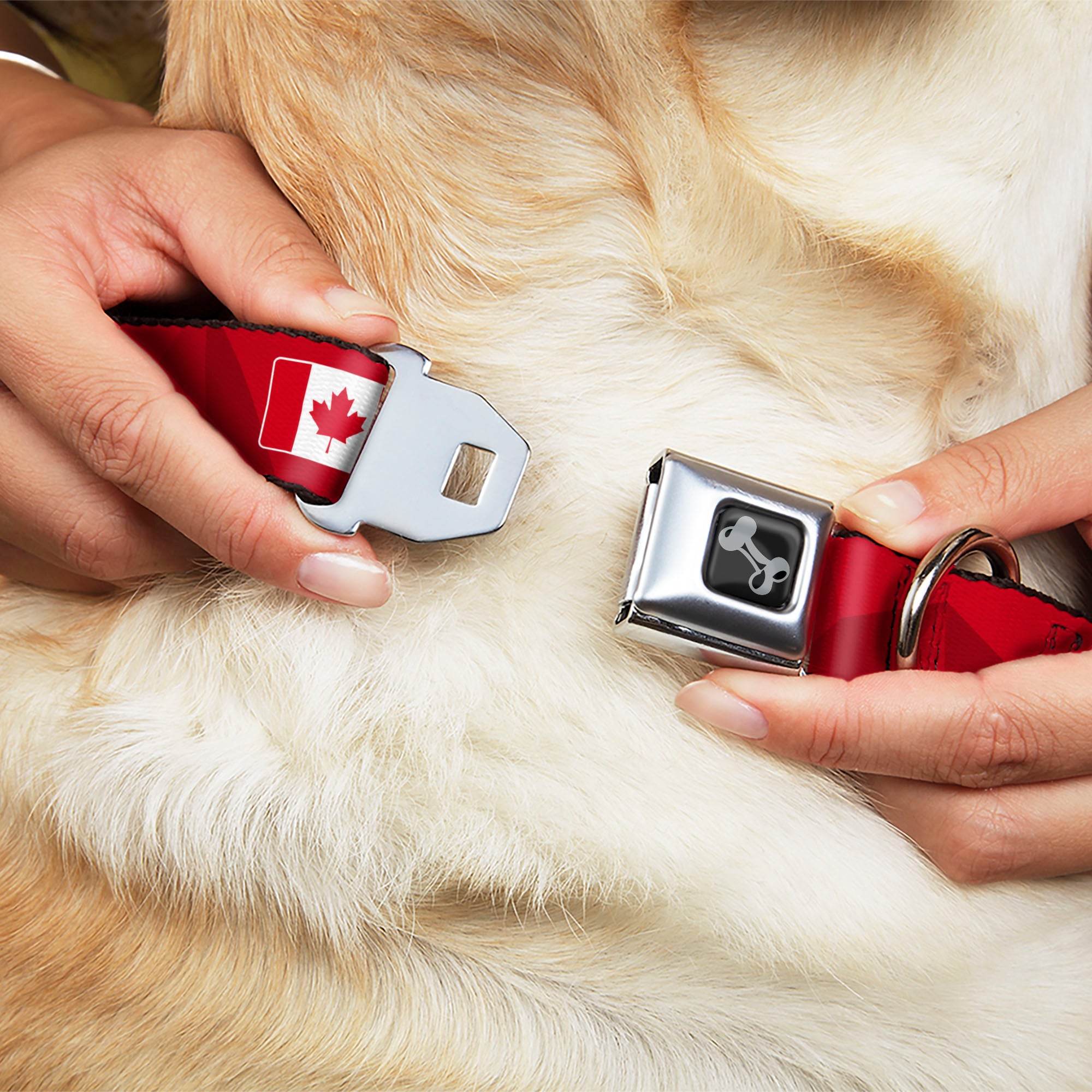 Dog Bone Black/Silver Seatbelt Buckle Collar - Global Soccer Cup Series Canada Spirit Flag Seatbelt Buckle Collars Buckle-Down
