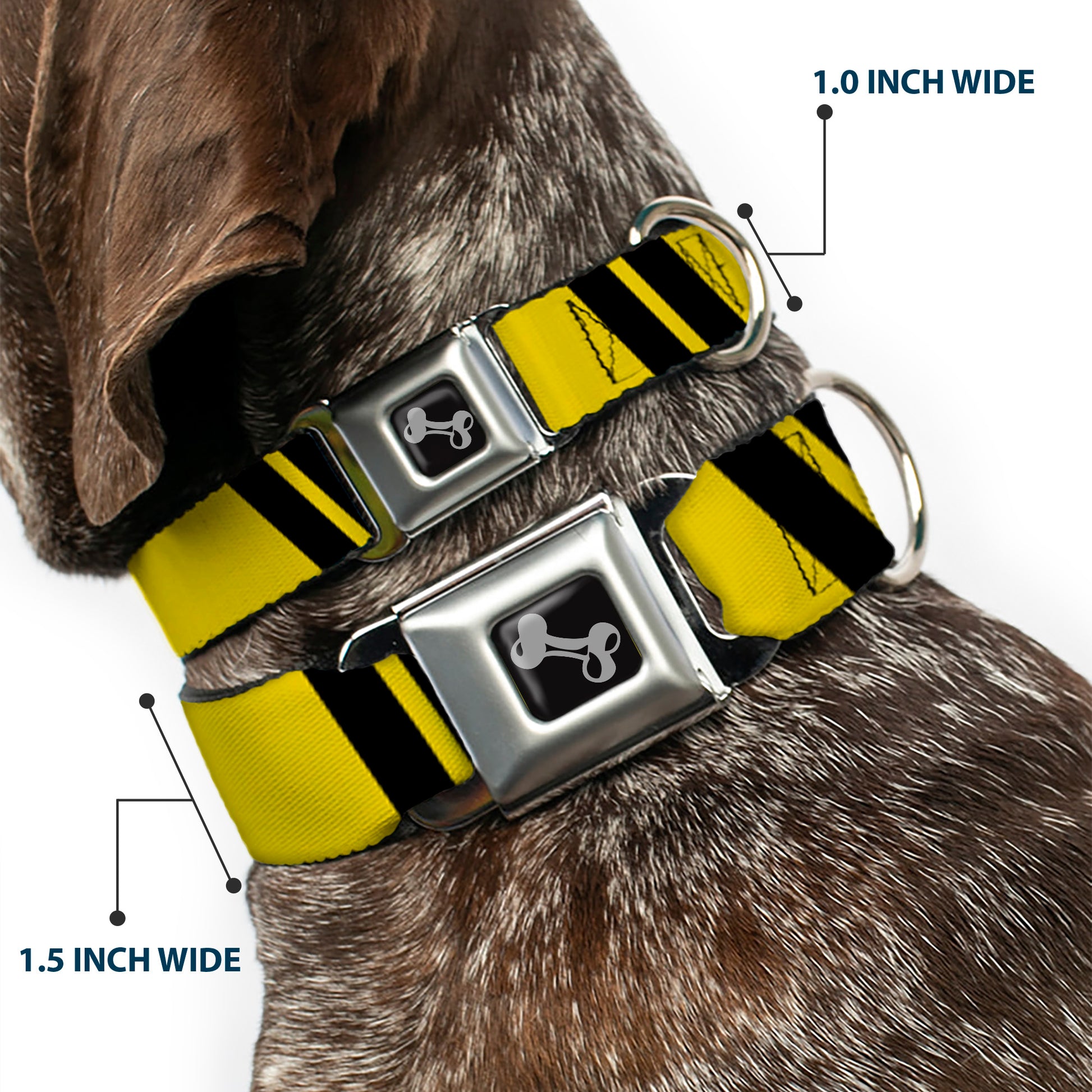 Dog Bone Seatbelt Buckle Collar - Hash Mark Stripe Double Gold/Black Seatbelt Buckle Collars Buckle-Down