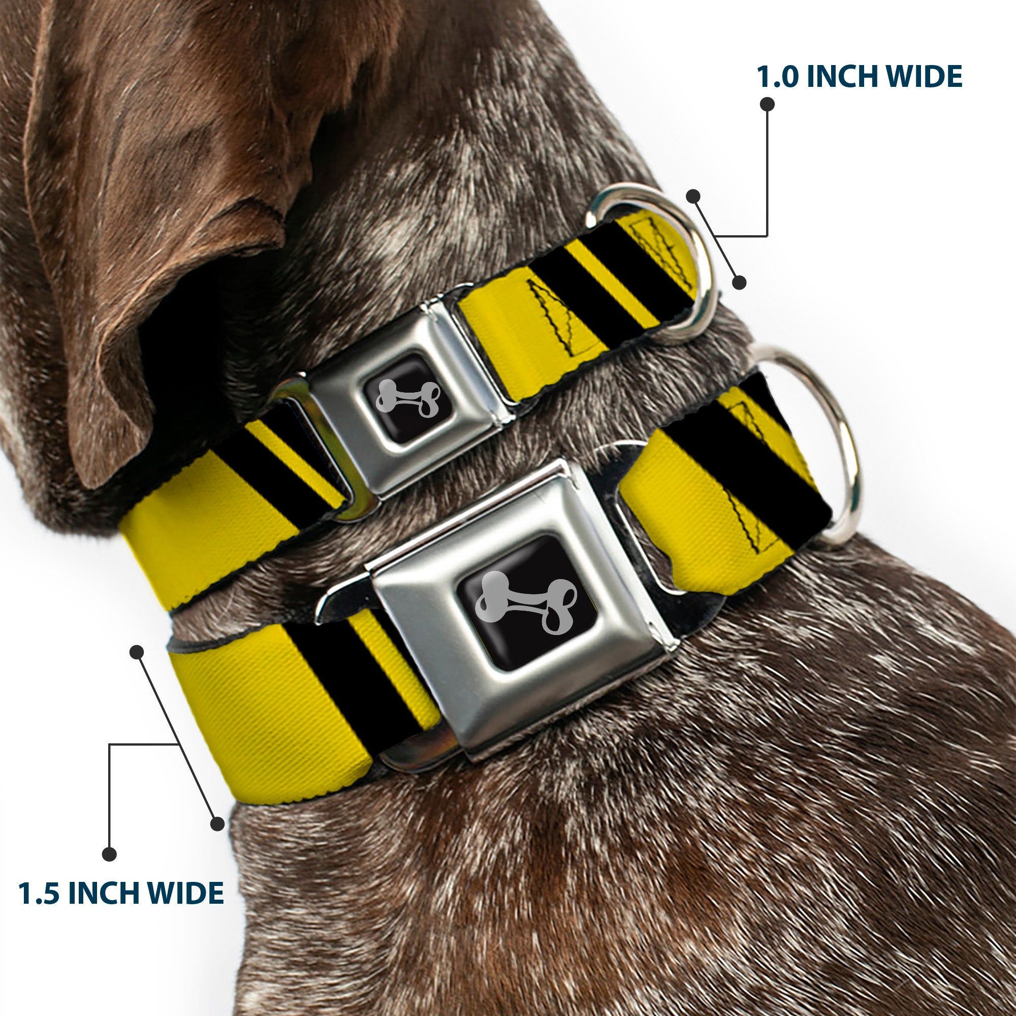 Dog Bone Seatbelt Buckle Collar - Hash Mark Stripe Double Gold/Black Seatbelt Buckle Collars Buckle-Down
