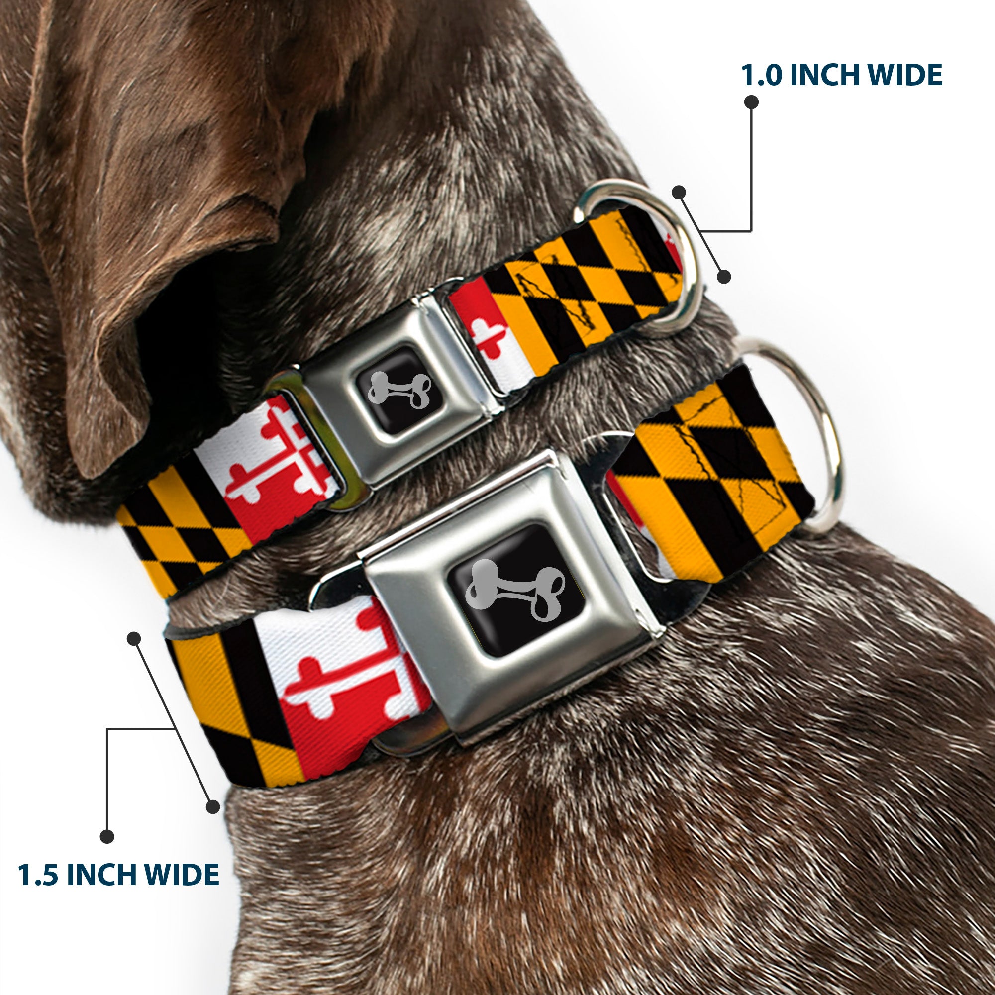 Dog Bone Seatbelt Buckle Collar - Maryland Flags Seatbelt Buckle Collars Buckle-Down