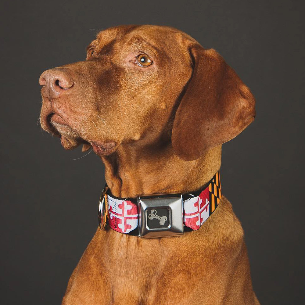 Dog Bone Seatbelt Buckle Collar - Maryland Flags Seatbelt Buckle Collars Buckle-Down
