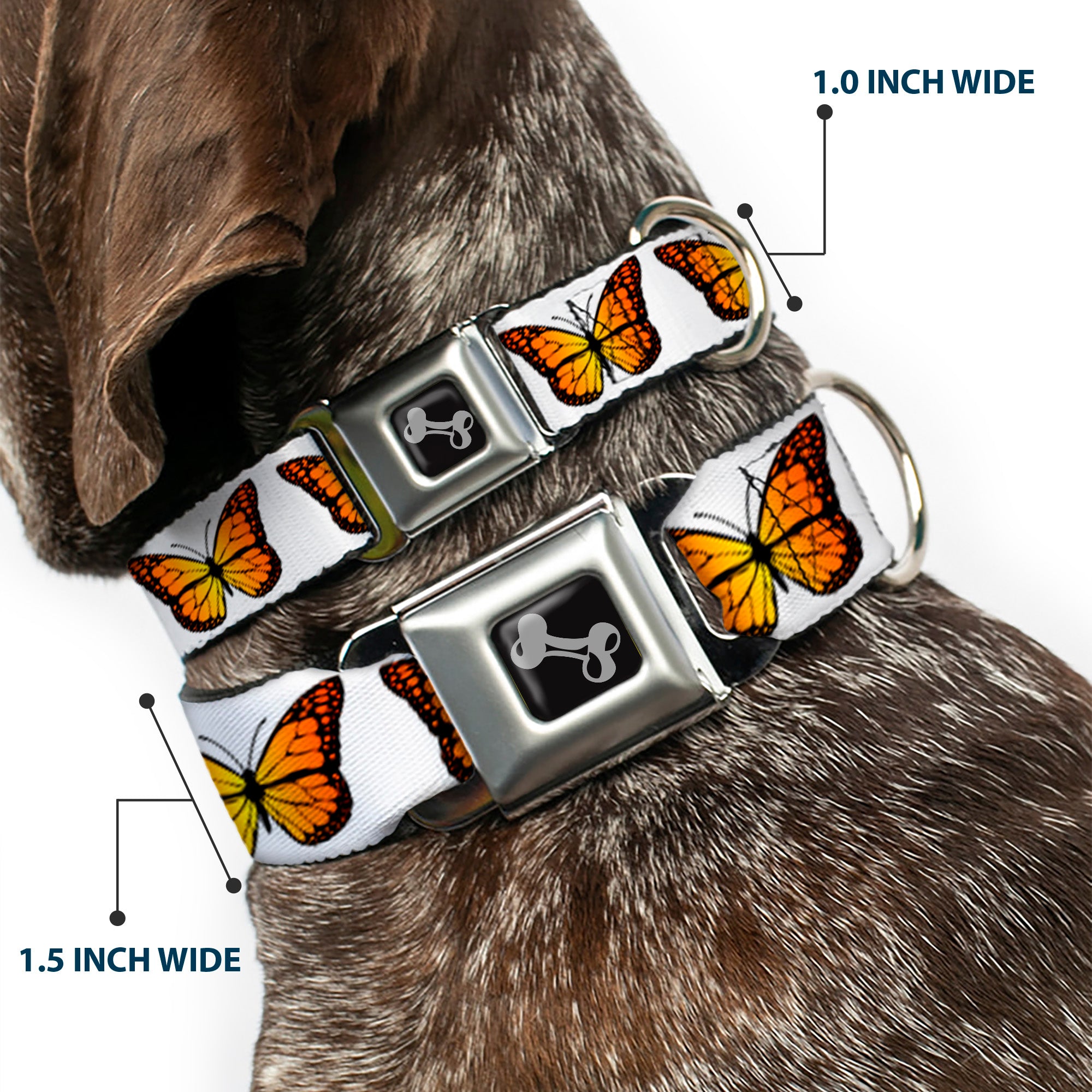 Dog Bone Black/Silver Seatbelt Buckle Collar - Monarch Butterfly Repeat White Seatbelt Buckle Collars Buckle-Down