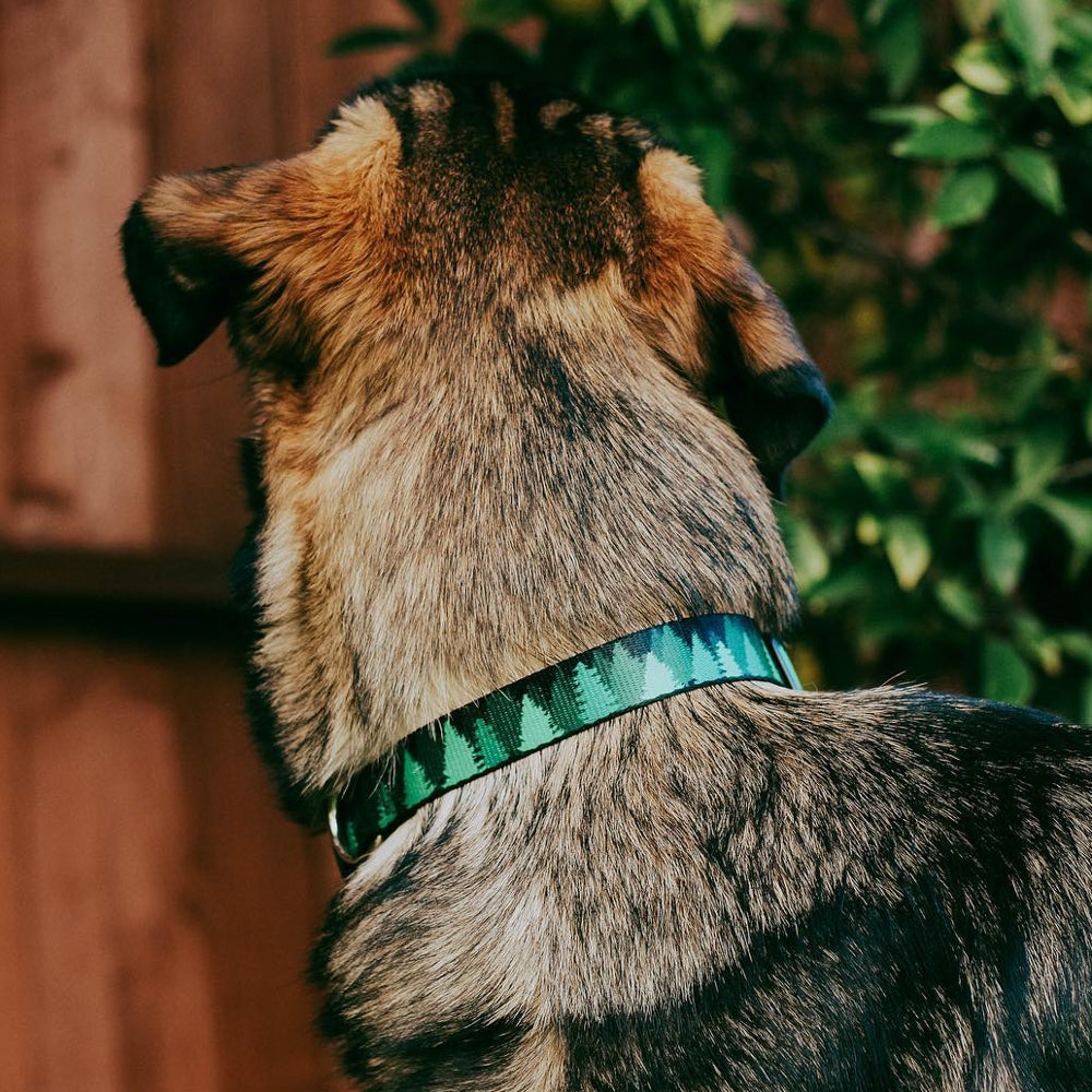 Dog Bone Seatbelt Buckle Collar - Pine Tree Silhouettes Black/Greens Seatbelt Buckle Collars Buckle-Down