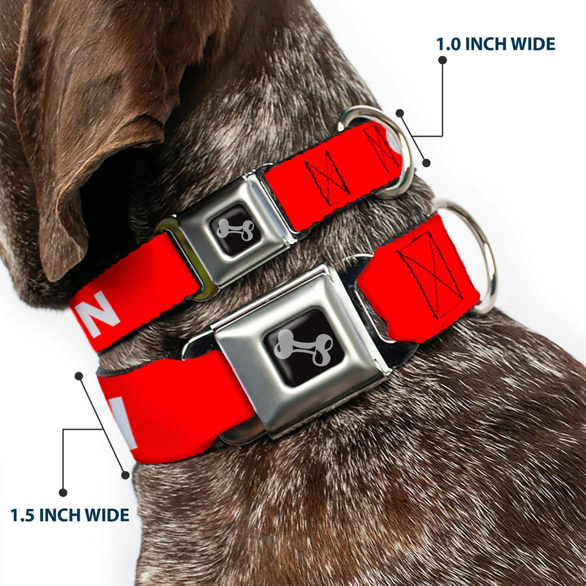 Dog Bone Black/Silver Seatbelt Buckle Collar - Pet Quote CAUTION Red/White Seatbelt Buckle Collars Buckle-Down