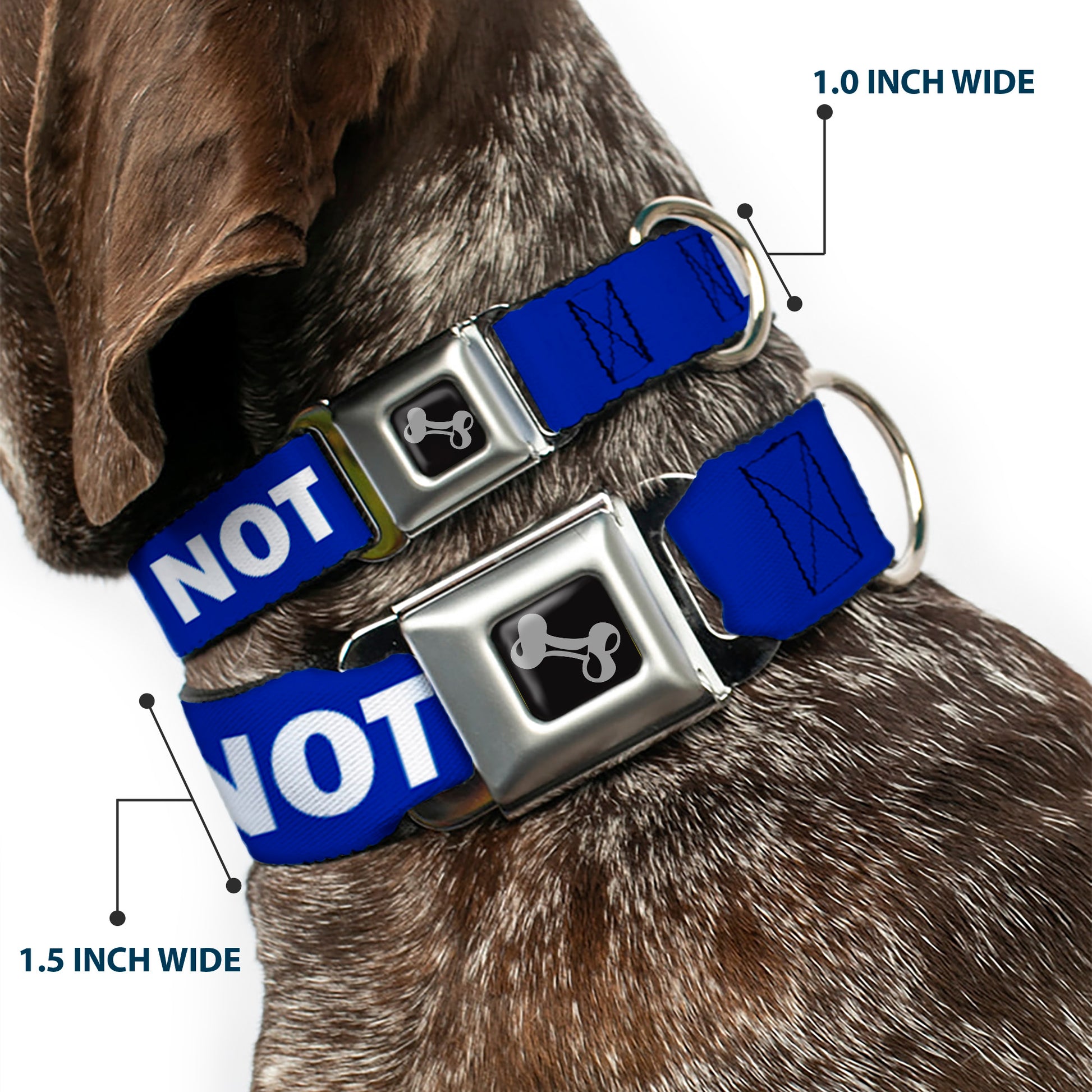 Dog Bone Black/Silver Seatbelt Buckle Collar - Pet Quote DO NOT FEED Navy/White Seatbelt Buckle Collars Buckle-Down