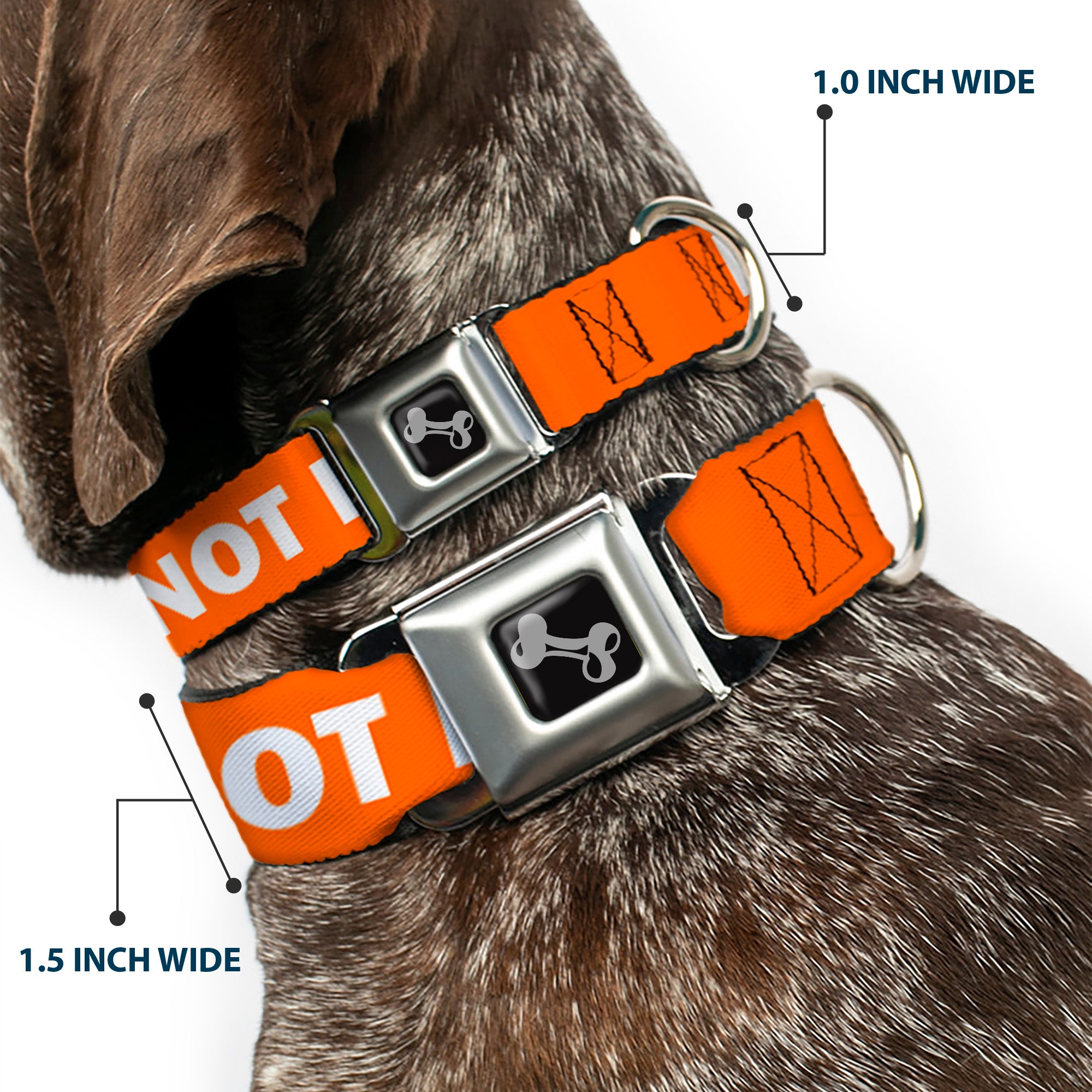Dog Bone Black/Silver Seatbelt Buckle Collar - Pet Quote DO NOT PET Orange/White Seatbelt Buckle Collars Buckle-Down