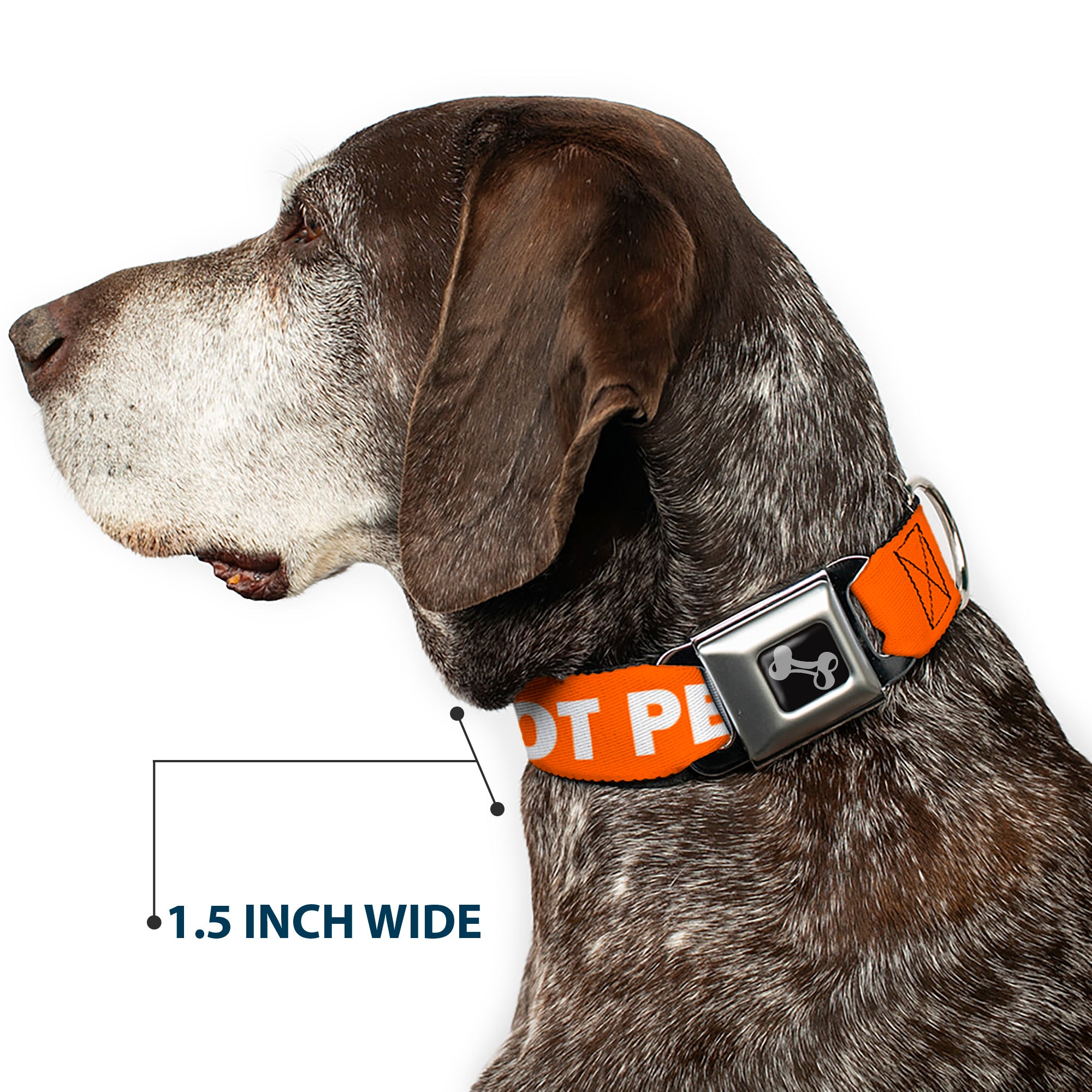 Dog Bone Black/Silver Seatbelt Buckle Collar - Pet Quote DO NOT PET Orange/White Seatbelt Buckle Collars Buckle-Down