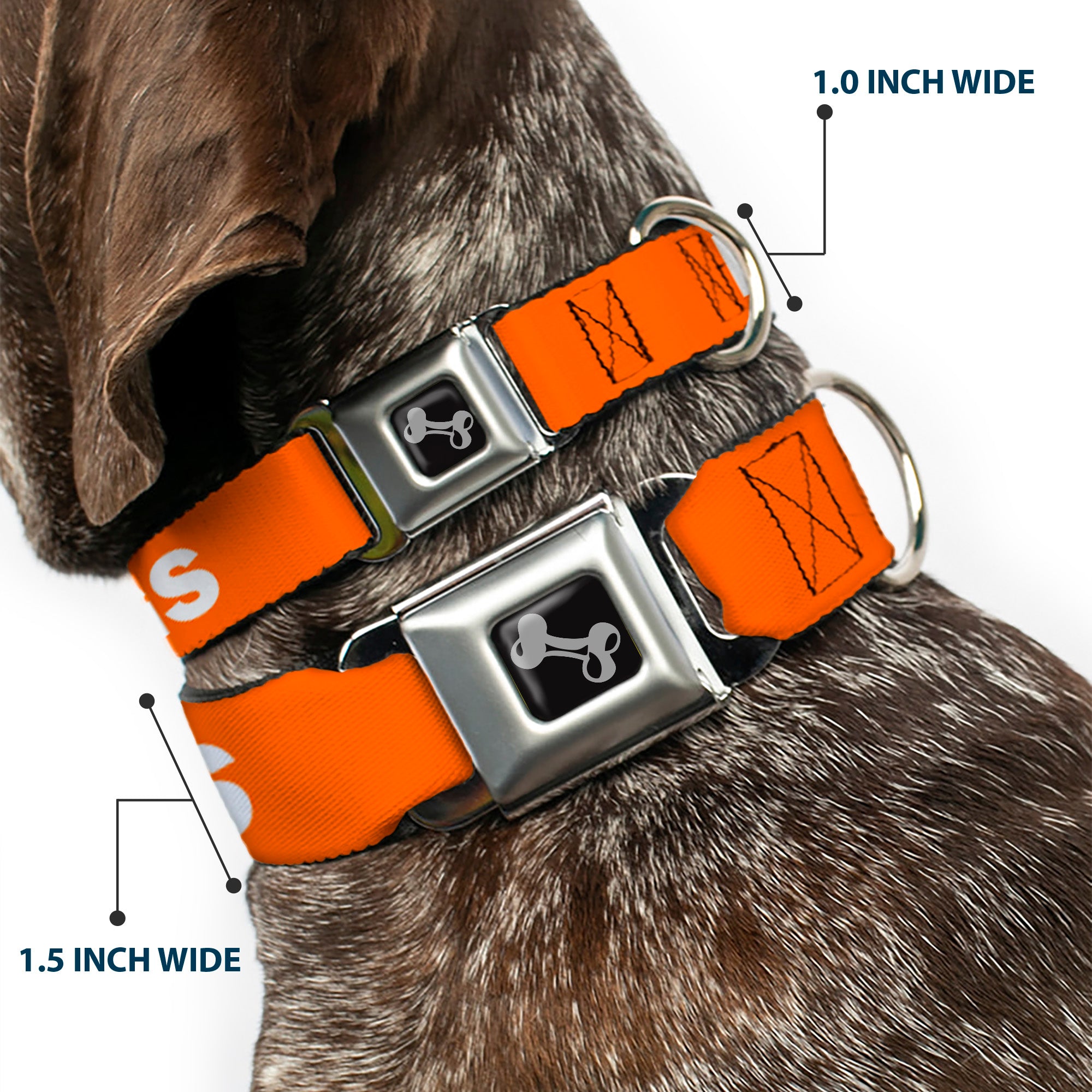 Dog Bone Black/Silver Seatbelt Buckle Collar - Pet Quote NO DOGS Orange/White Seatbelt Buckle Collars Buckle-Down