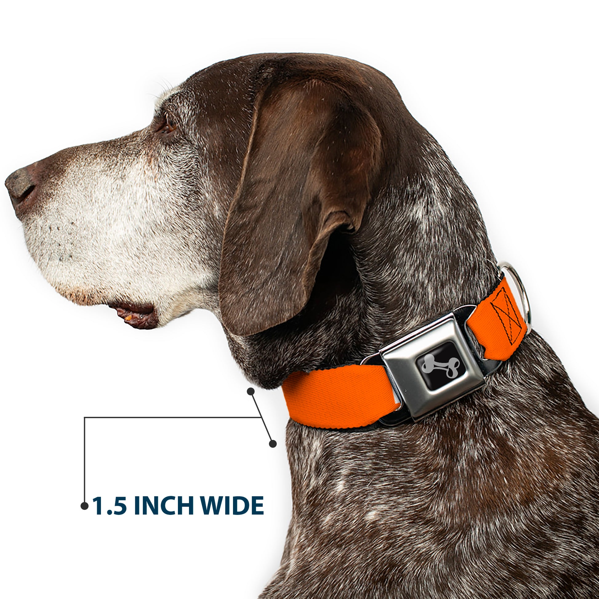 Dog Bone Black/Silver Seatbelt Buckle Collar - Pet Quote NO DOGS Orange/White Seatbelt Buckle Collars Buckle-Down
