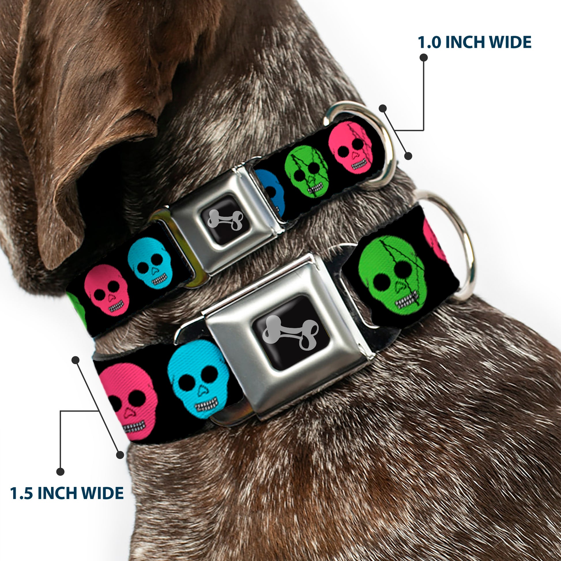 Dog Bone Seatbelt Buckle Collar - Skulls Black/Multi Color Seatbelt Buckle Collars Buckle-Down