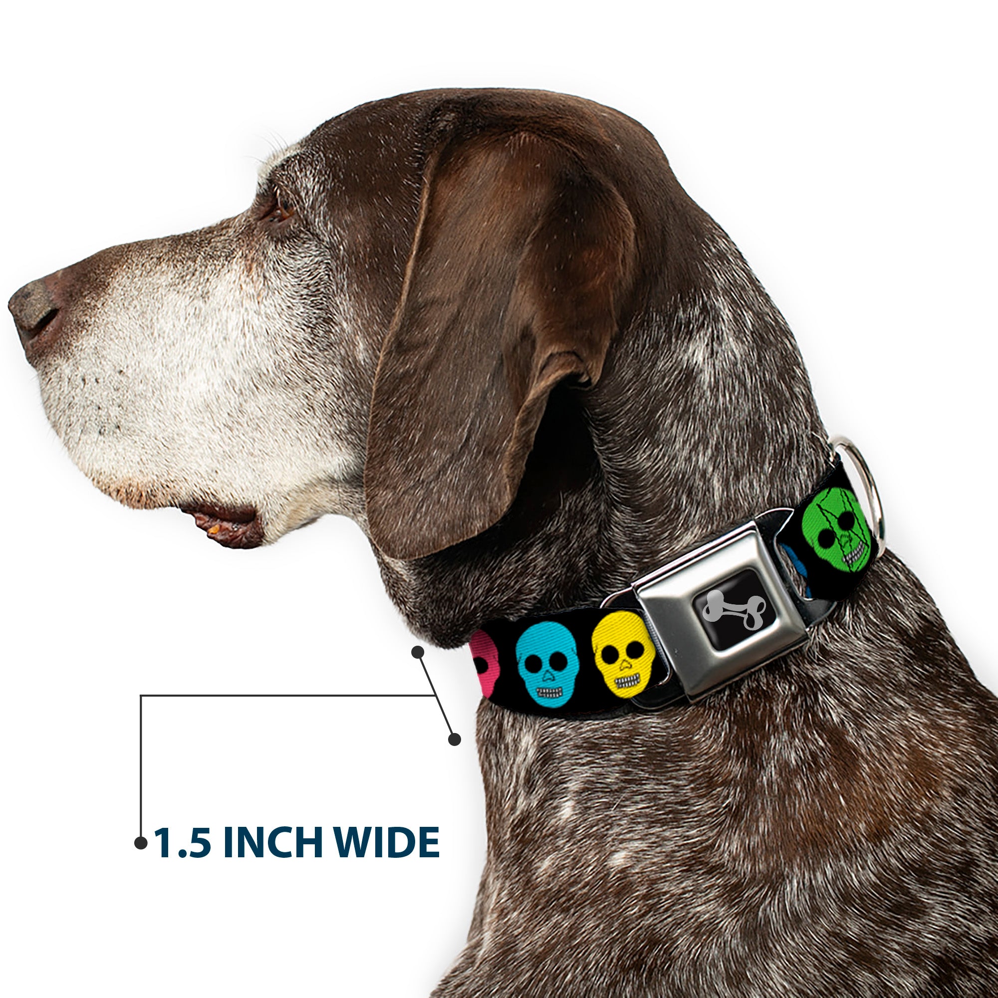 Dog Bone Seatbelt Buckle Collar - Skulls Black/Multi Color Seatbelt Buckle Collars Buckle-Down