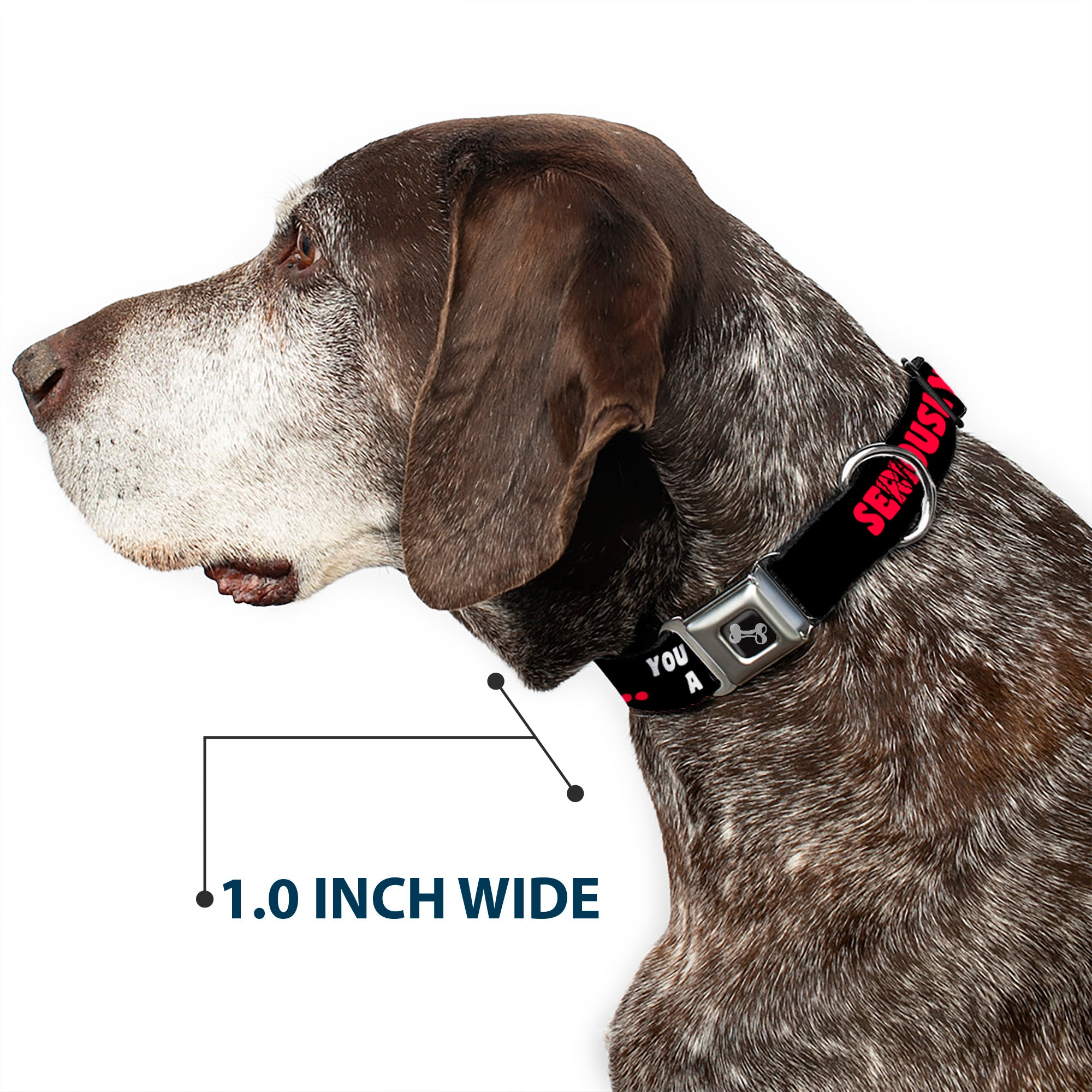 Dog Bone Seatbelt Buckle Collar - SERIOUSLYâ€¦YOU DON'T HAVE A CHANCE Black/Red/White Seatbelt Buckle Collars Buckle-Down