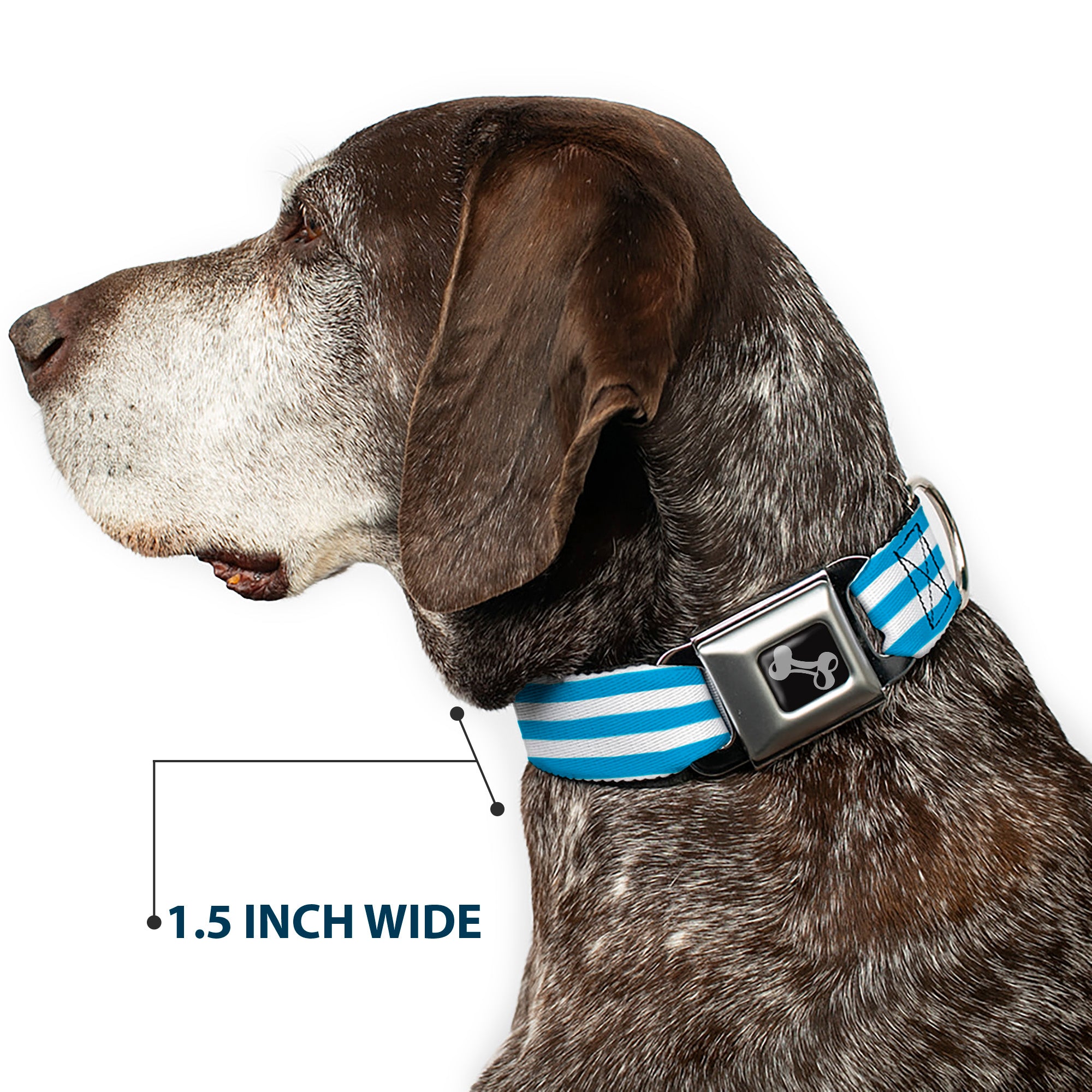 Dog Bone Seatbelt Buckle Collar - Triple Stripe White/Blue Seatbelt Buckle Collars Buckle-Down