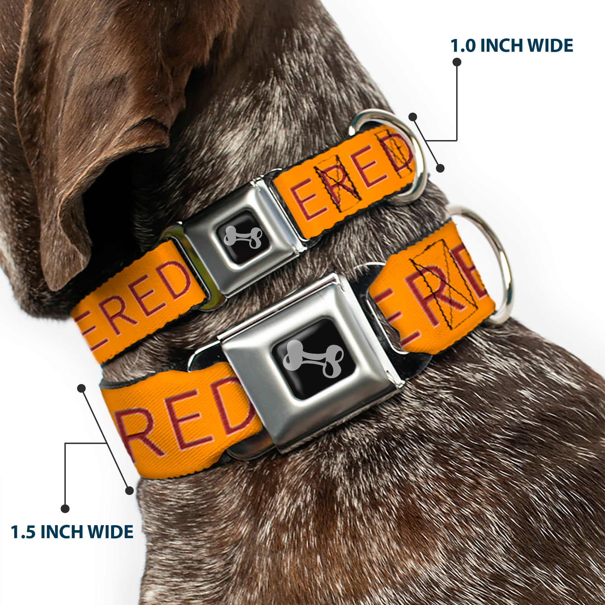 Dog Bone Black/Silver Seatbelt Buckle Collar - TRIGGERED Orange/Burgundy Seatbelt Buckle Collars Buckle-Down