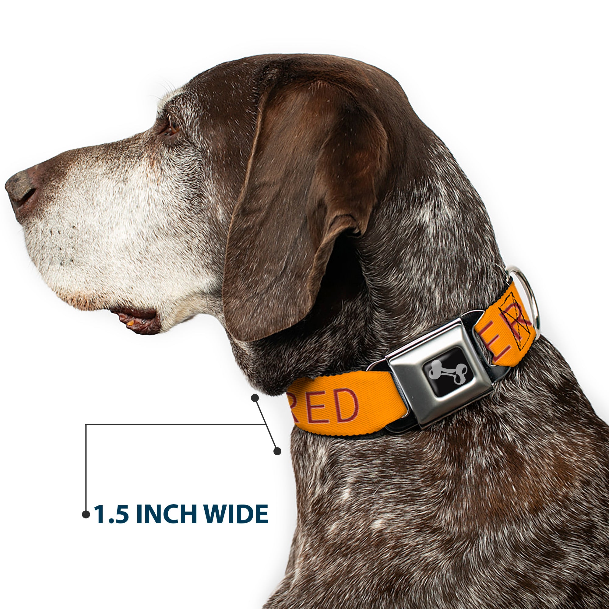 Dog Bone Black/Silver Seatbelt Buckle Collar - TRIGGERED Orange/Burgundy Seatbelt Buckle Collars Buckle-Down