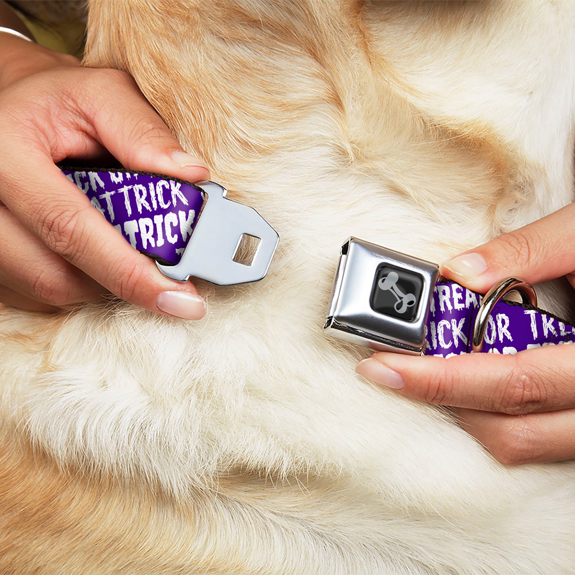 Dog Bone Black/Silver Seatbelt Buckle Collar - TRICK OR TREAT Text Collage Purple/White Seatbelt Buckle Collars Buckle-Down