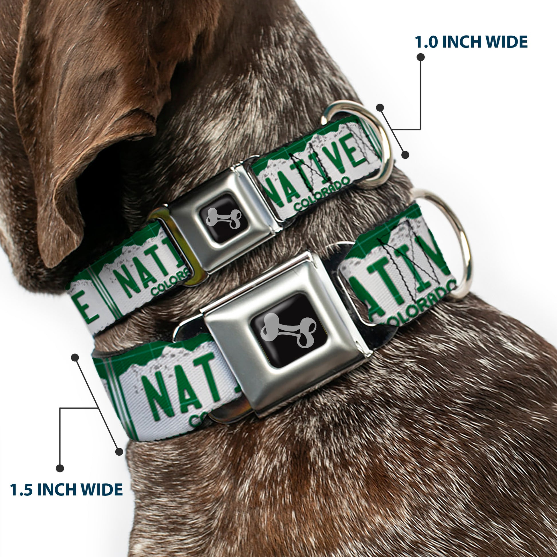 Dog Bone Seatbelt Buckle Collar - Colorado License Plate NATIVE Seatbelt Buckle Collars Buckle-Down