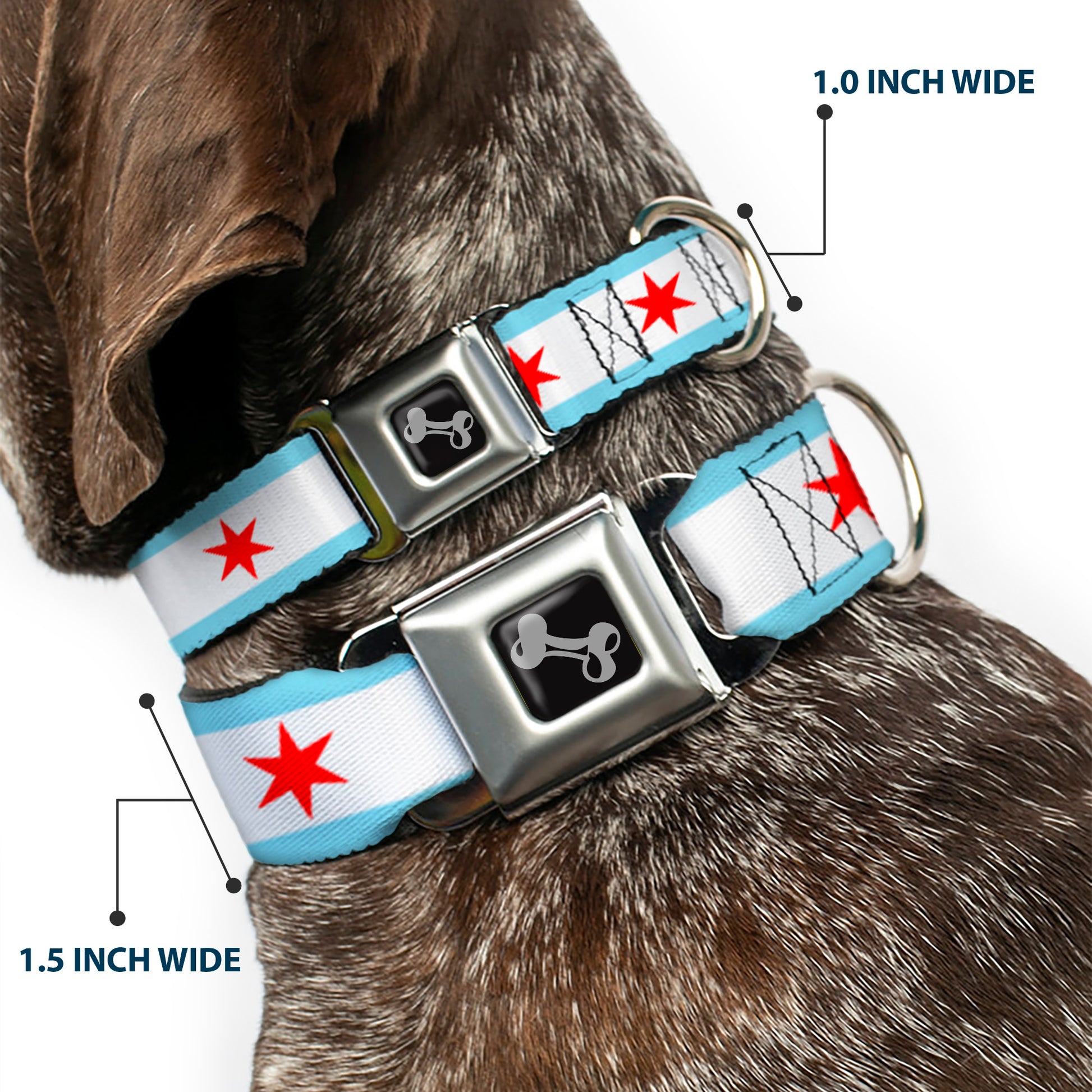Dog Bone Seatbelt Buckle Collar - Chicago Flag Seatbelt Buckle Collars Buckle-Down