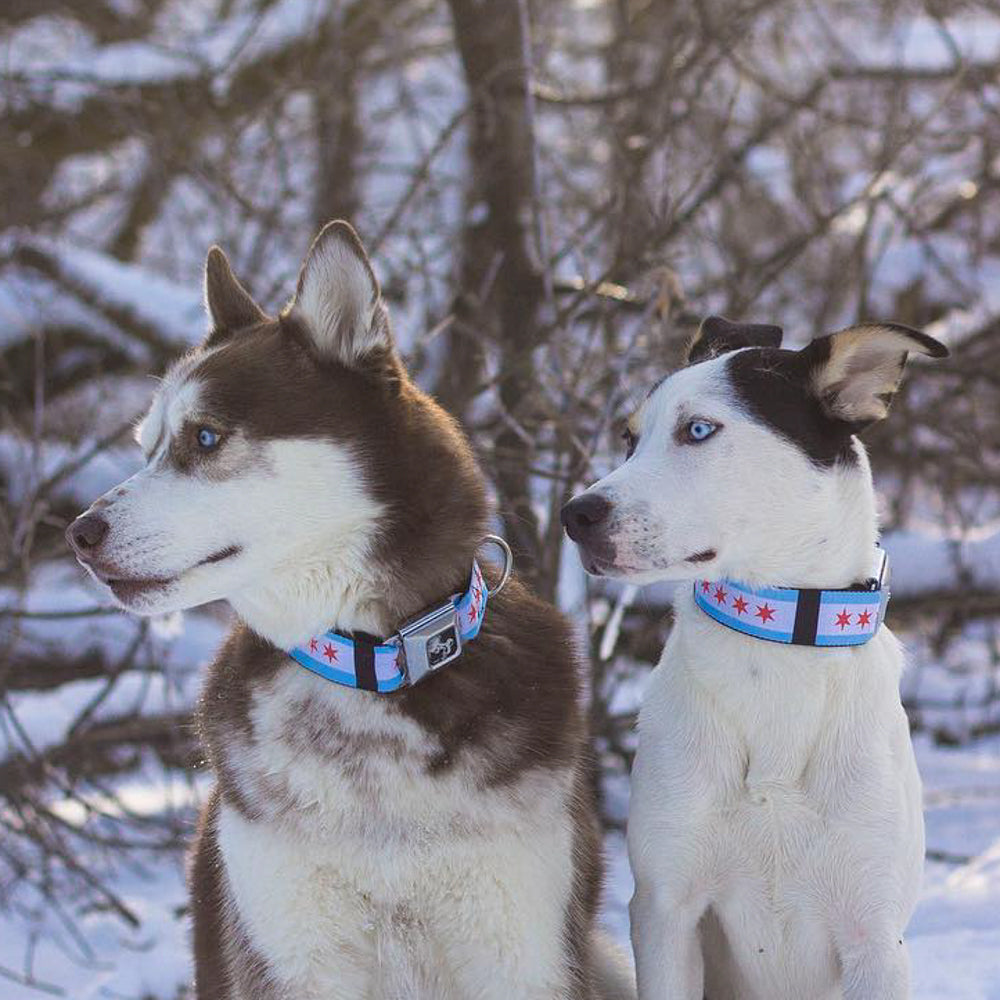 Dog Bone Seatbelt Buckle Collar - Chicago Flags/Black Seatbelt Buckle Collars Buckle-Down