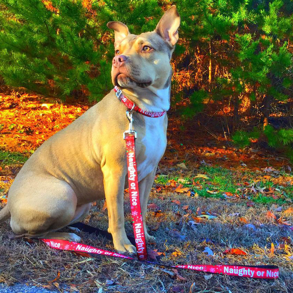 Dog Bone Seatbelt Buckle Collar - Christmas NAUGHTY OR NICE/Snowflakes Reds/White/Green Seatbelt Buckle Collars Buckle-Down