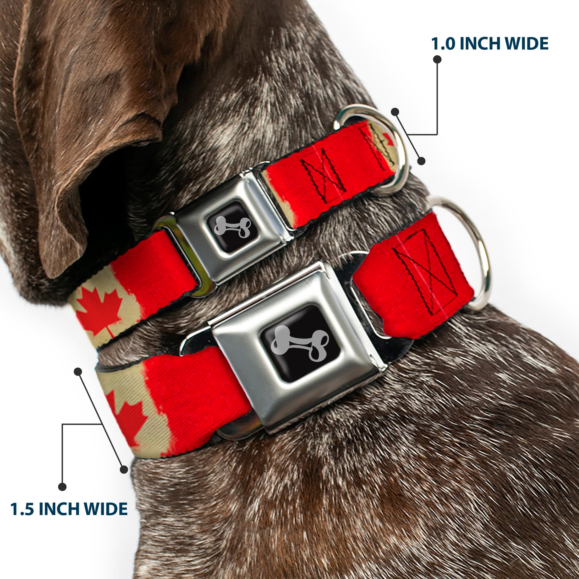 Dog Bone Seatbelt Buckle Collar - Canada Flag Painted Seatbelt Buckle Collars Buckle-Down
