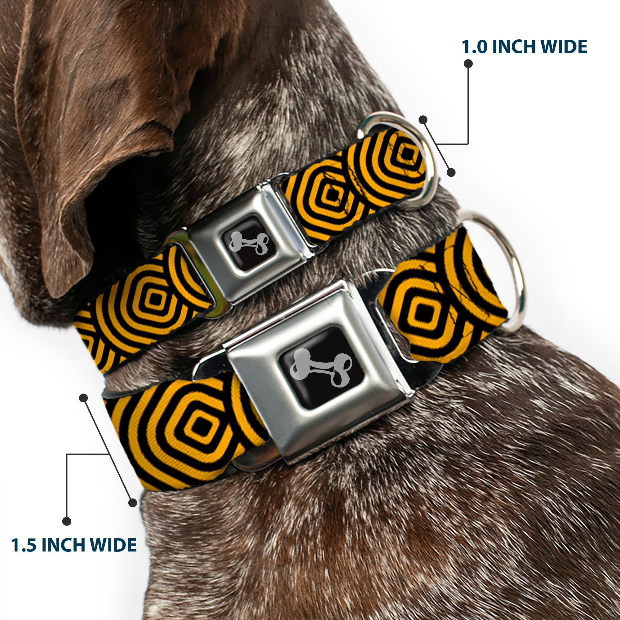 Dog Bone Seatbelt Buckle Collar - Square Target Gold/Black Seatbelt Buckle Collars Buckle-Down